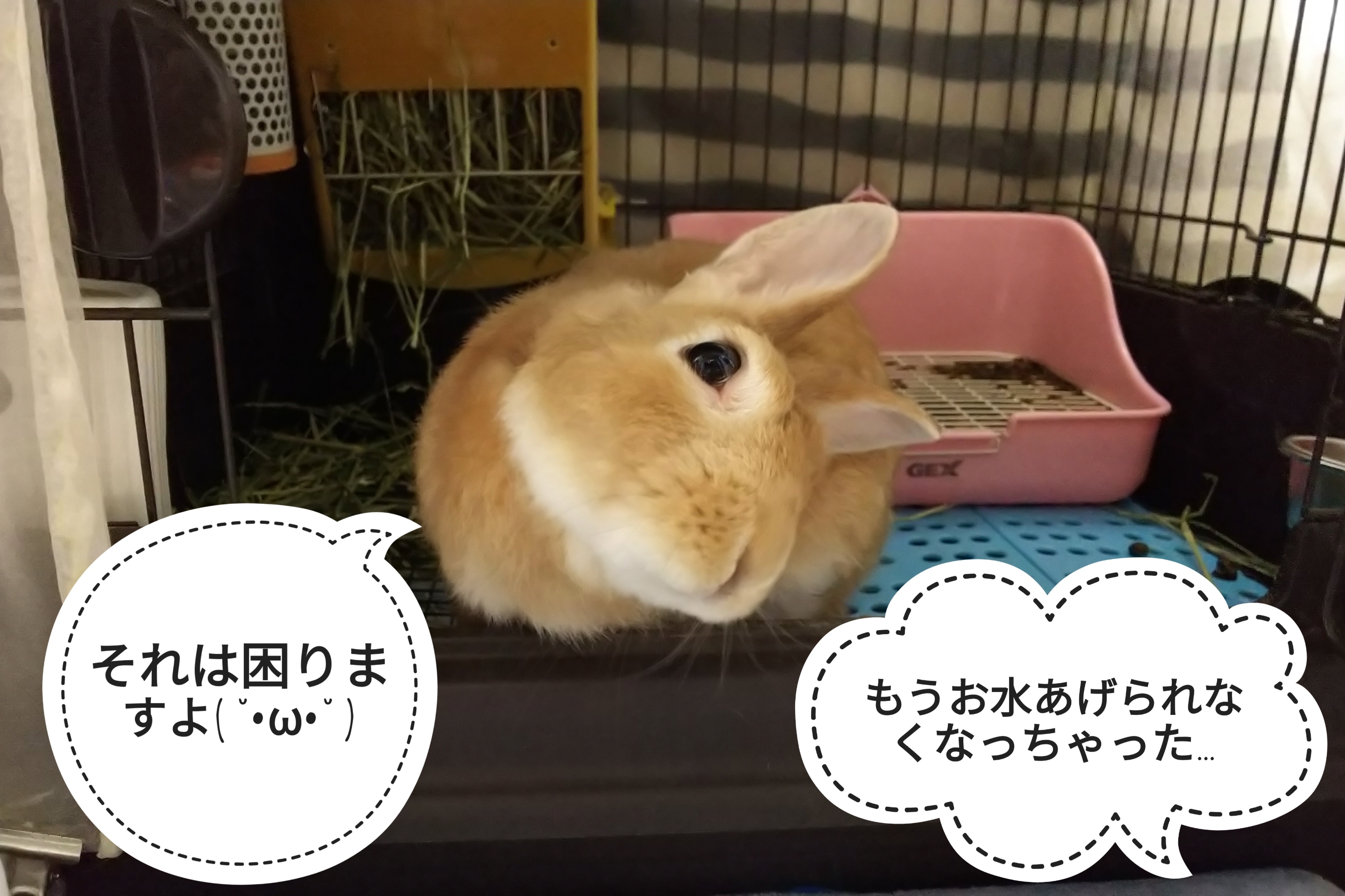 もうお水あげられないかも ぺろぺろうさぎぷうの部屋