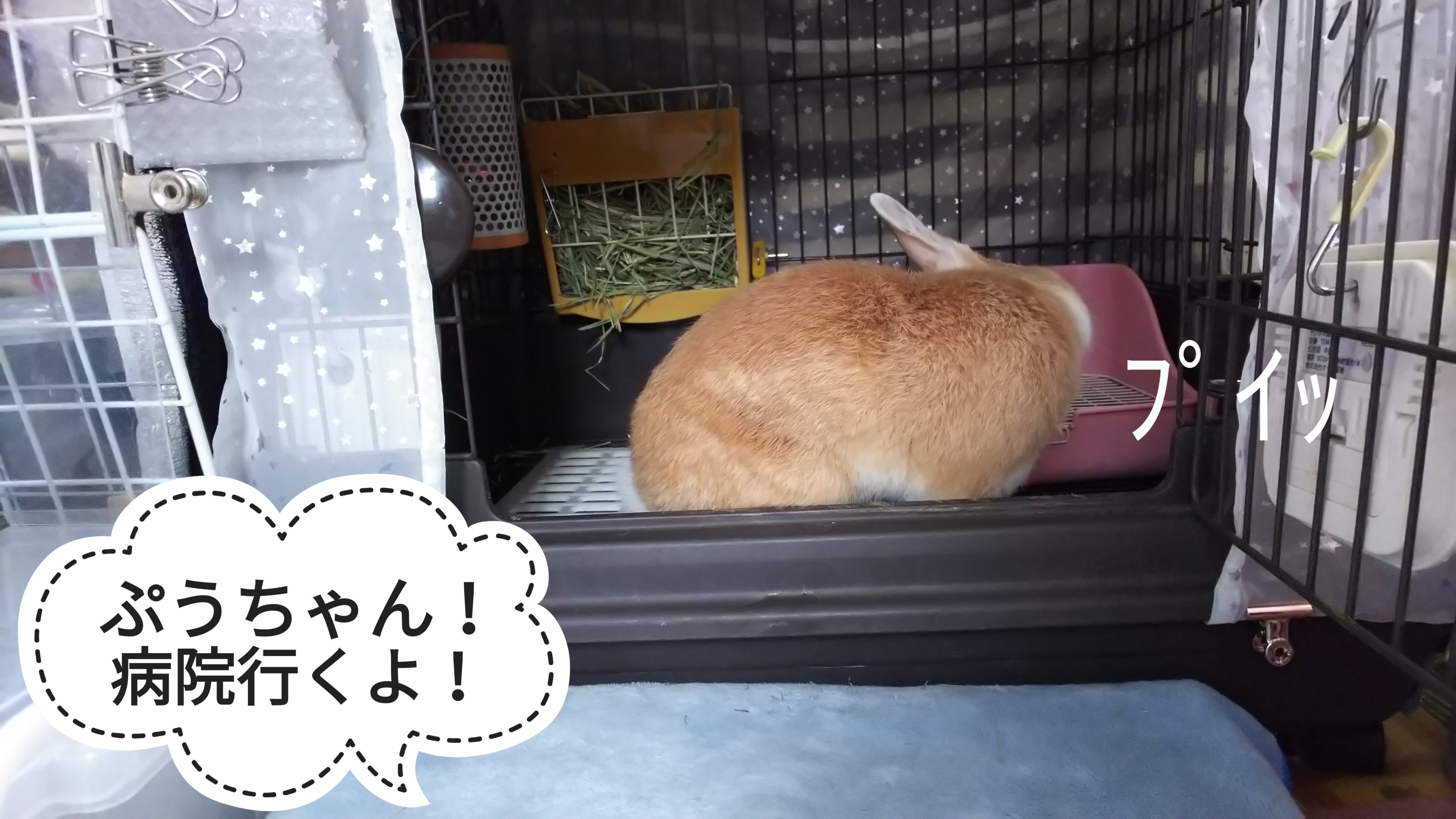 隙をついて ぺろぺろうさぎぷうの部屋 隙をついて ぺろぺろうさぎぷうの部屋