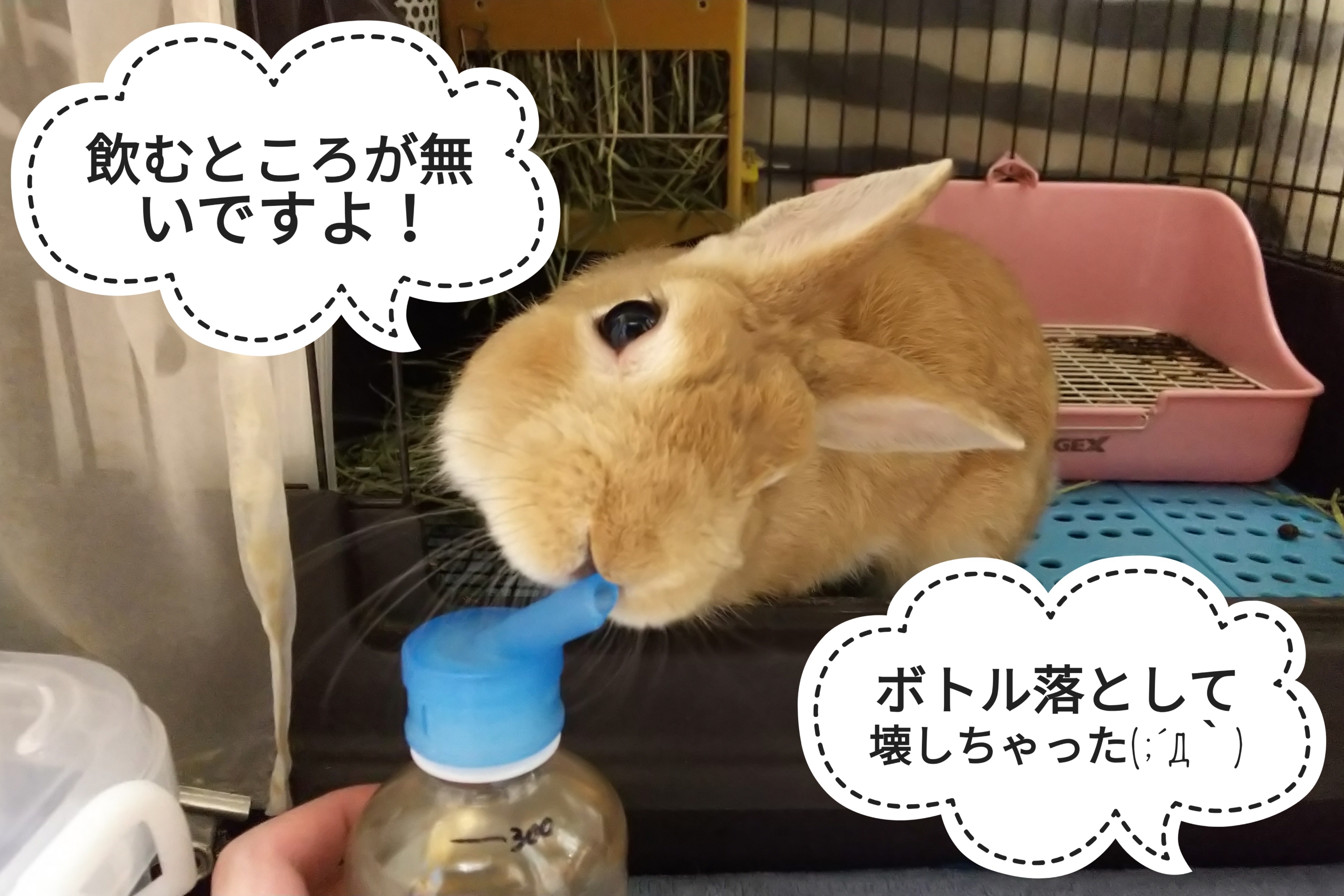 もうお水あげられないかも ぺろぺろうさぎぷうの部屋
