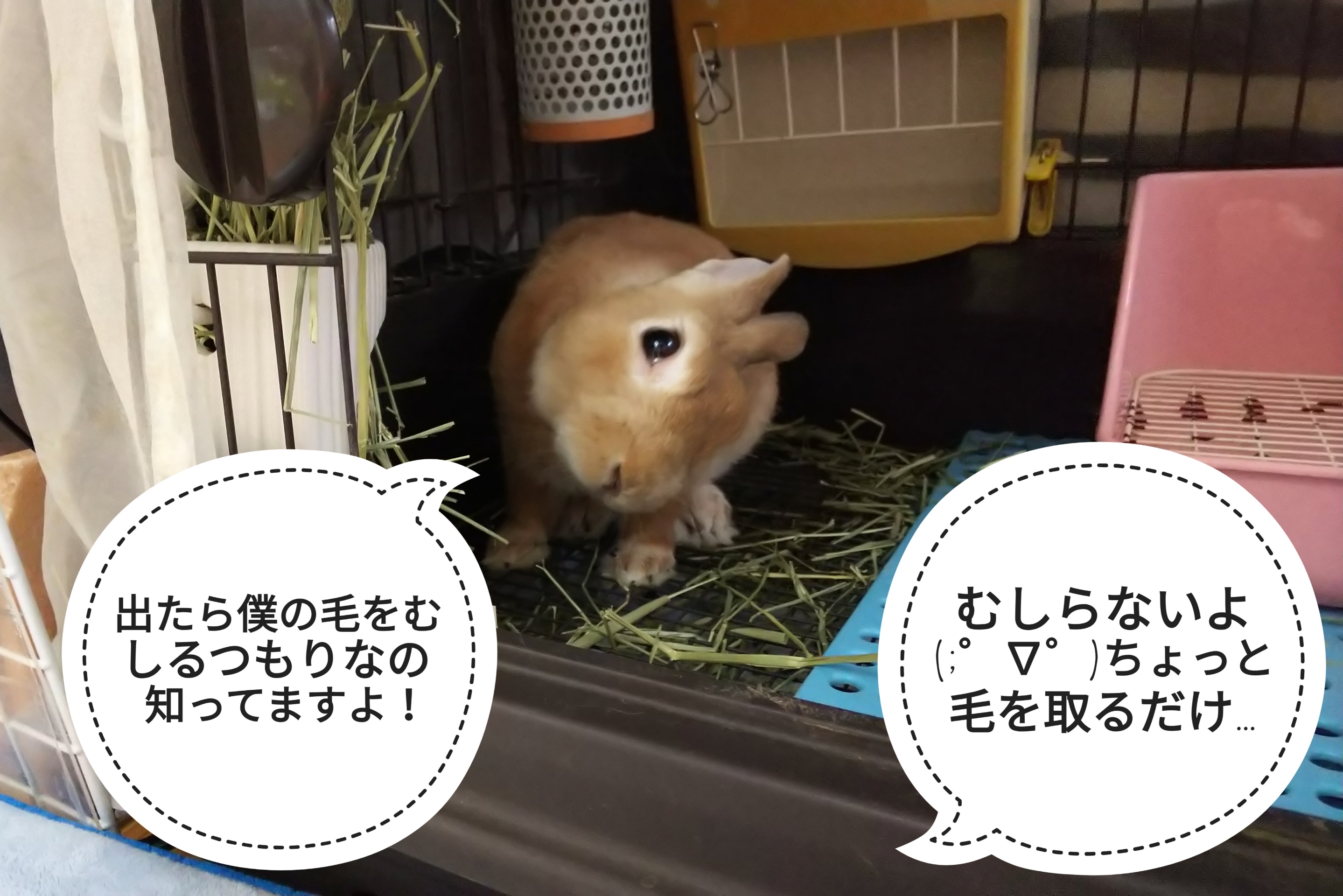 警戒心 ぺろぺろうさぎぷうの部屋