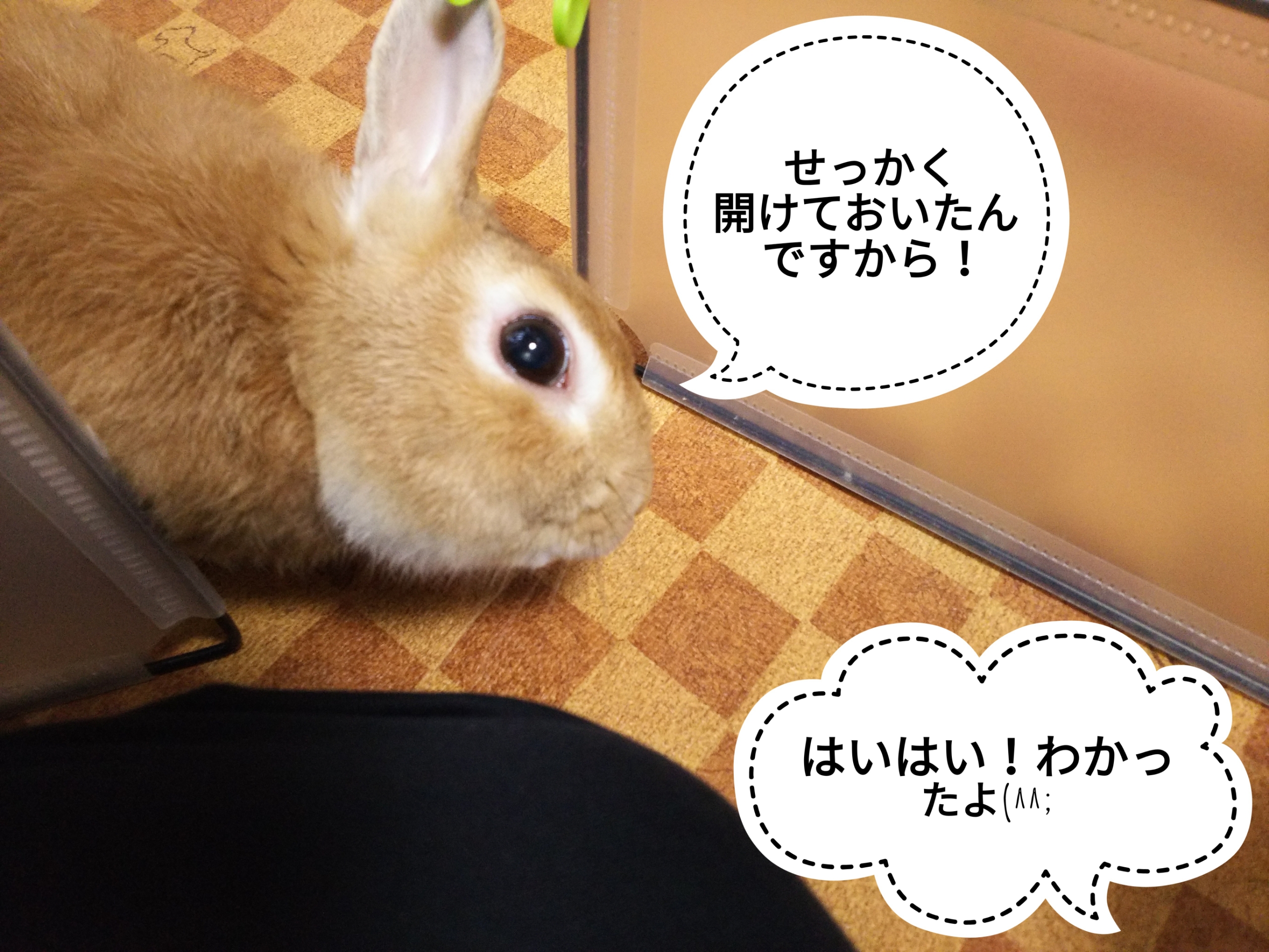 開いてる ぺろぺろうさぎぷうの部屋 開いてる ぺろぺろうさぎぷうの部屋