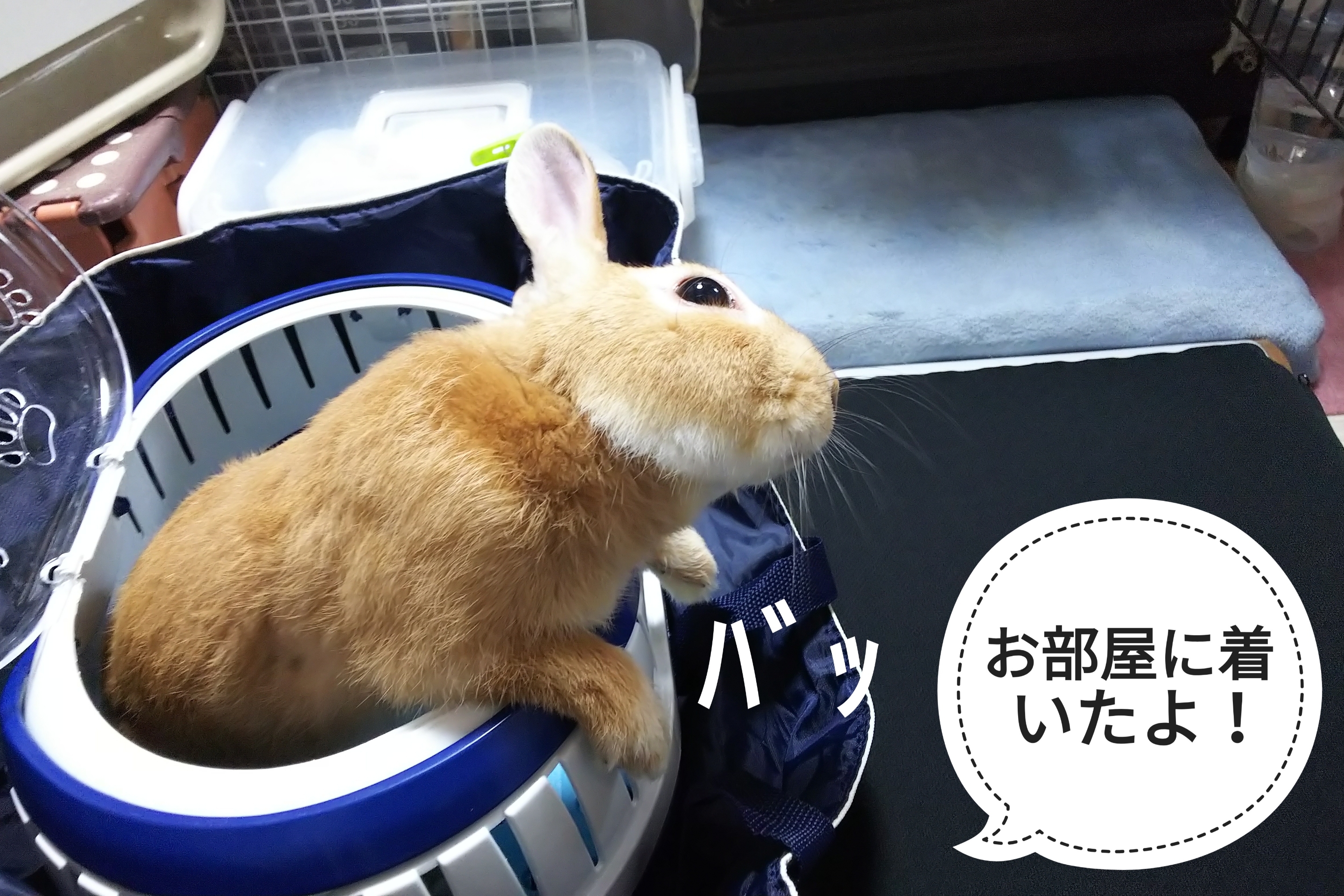 オシッコはトイレで ぺろぺろうさぎぷうの部屋 オシッコはトイレで ぺろぺろうさぎぷうの部屋