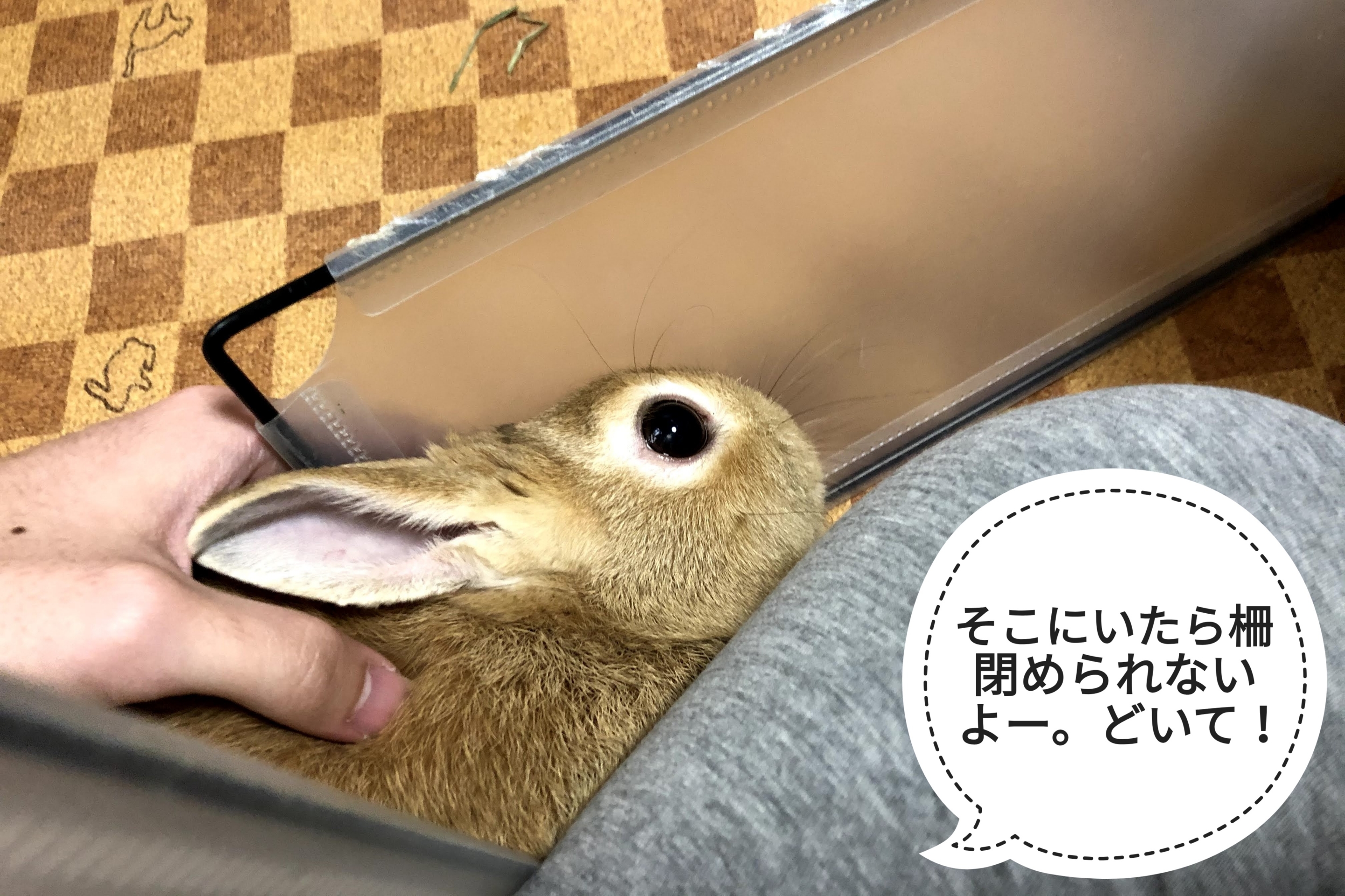 ミニ どいてくれたけど ぺろぺろうさぎぷうの部屋 ミニ どいてくれたけど ぺろぺろうさぎぷうの部屋