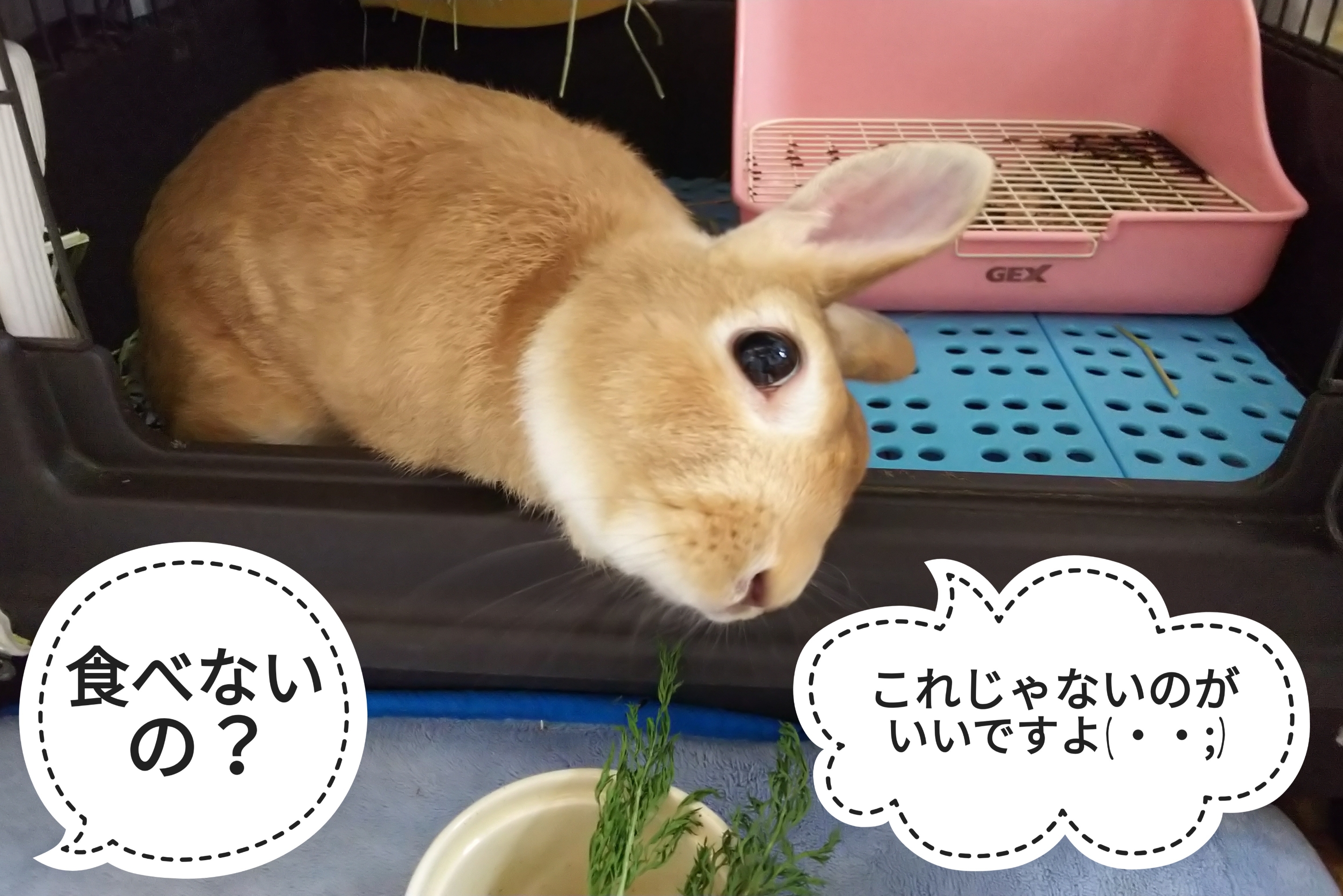 これじゃないのがいいですよ ぺろぺろうさぎぷうの部屋