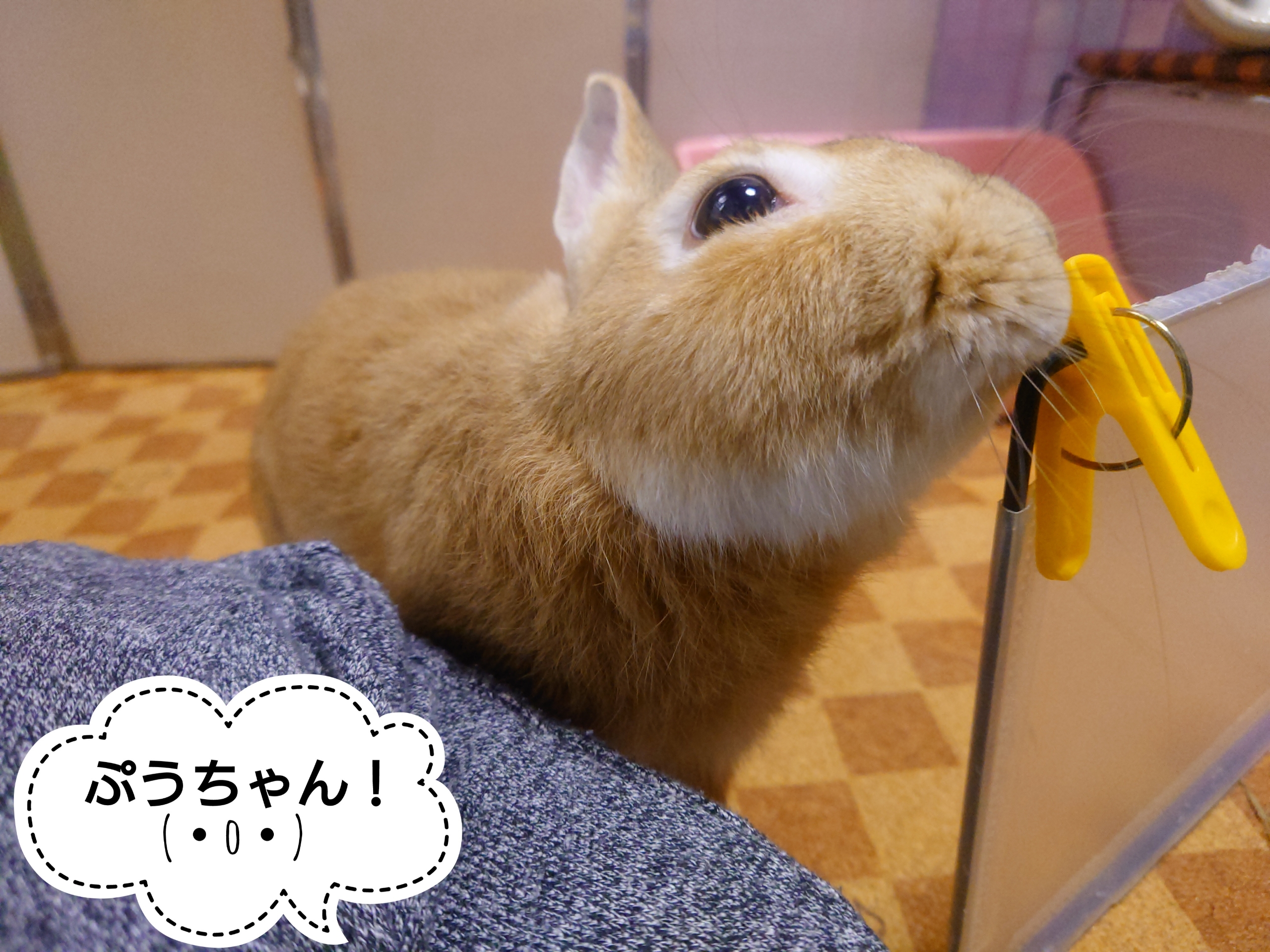 まだトイレの掃除が ぺろぺろうさぎぷうの部屋