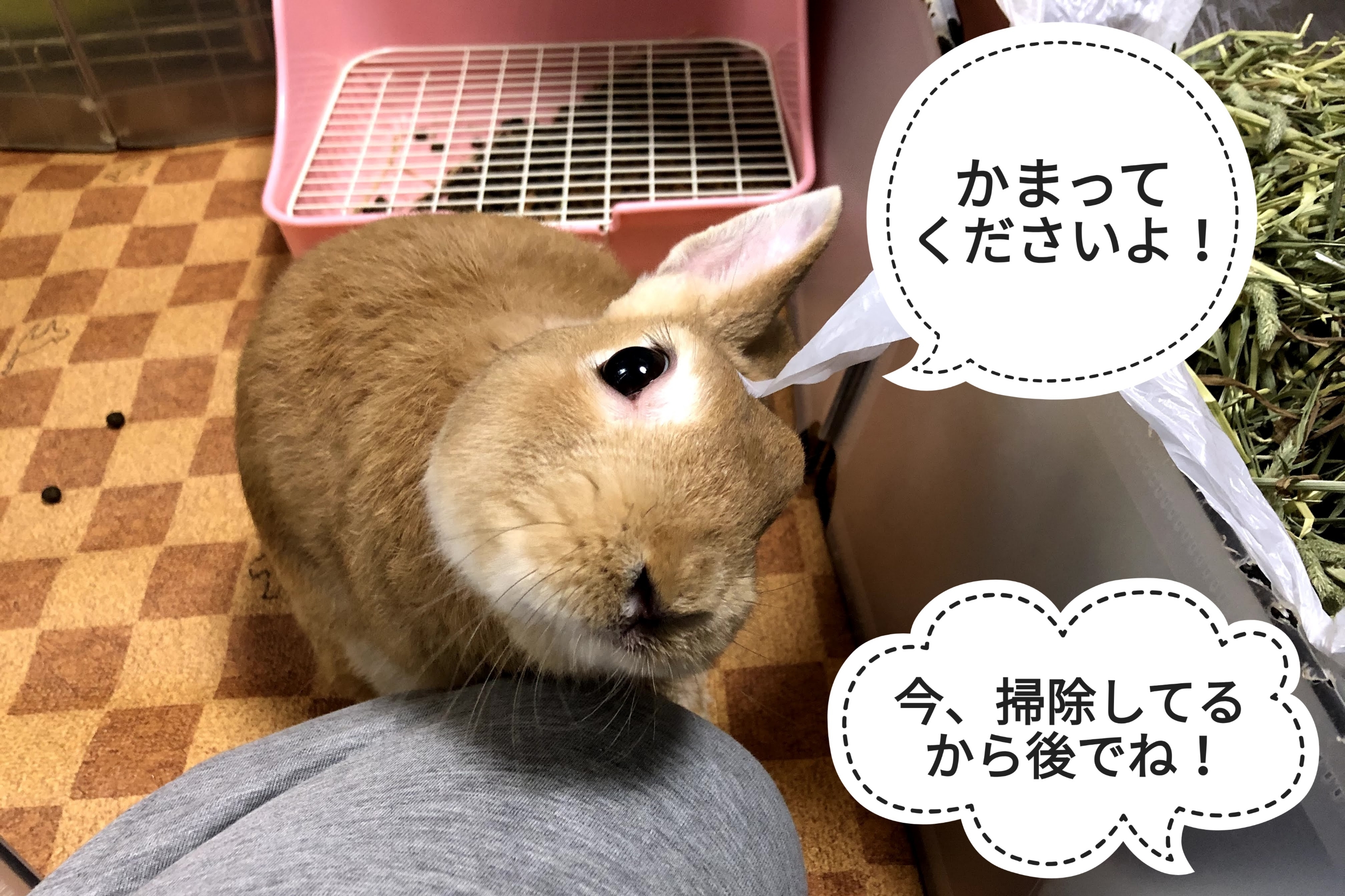 いつにも増して ぺろぺろうさぎぷうの部屋