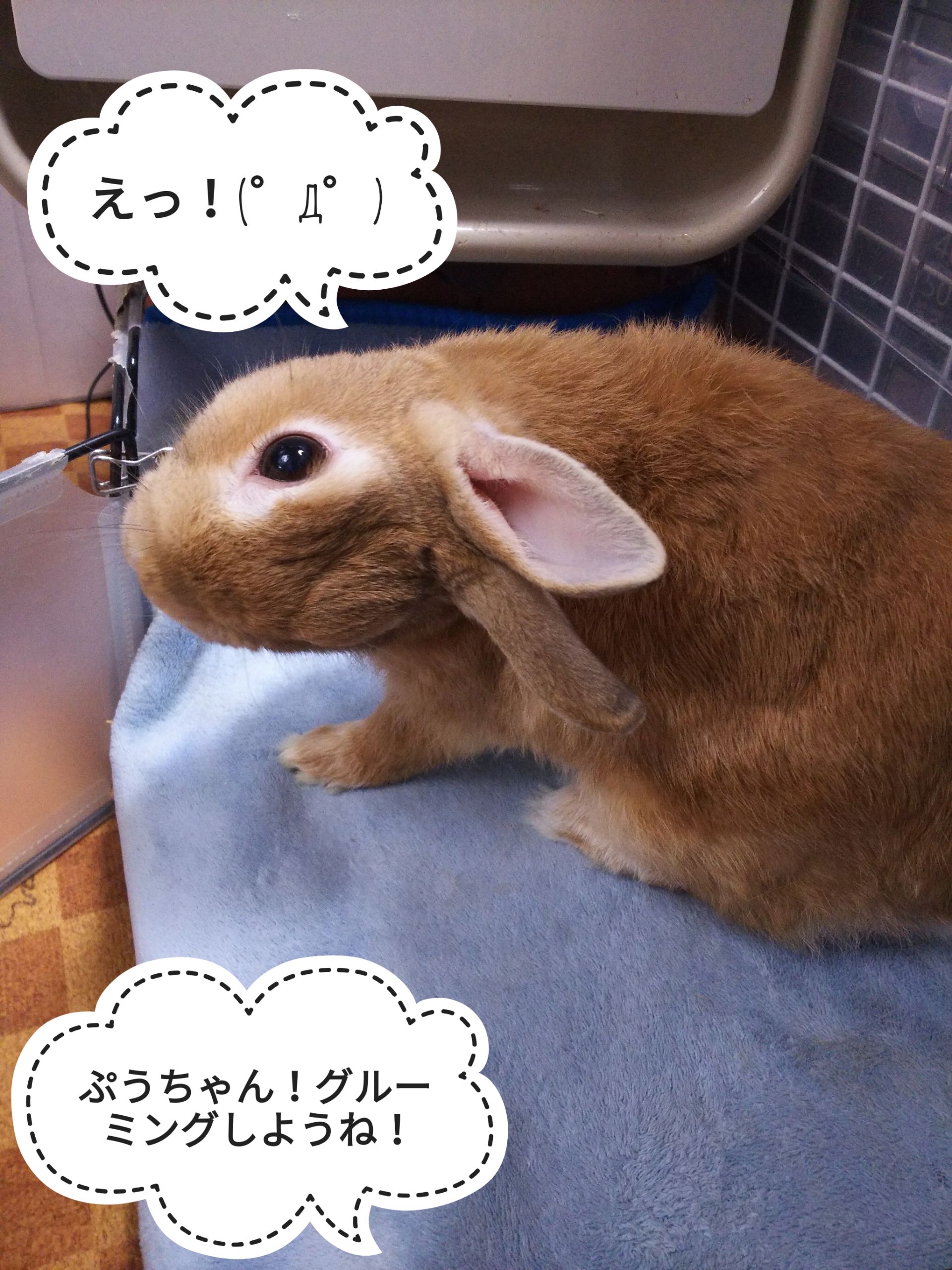今日はおとなしい ぺろぺろうさぎぷうの部屋