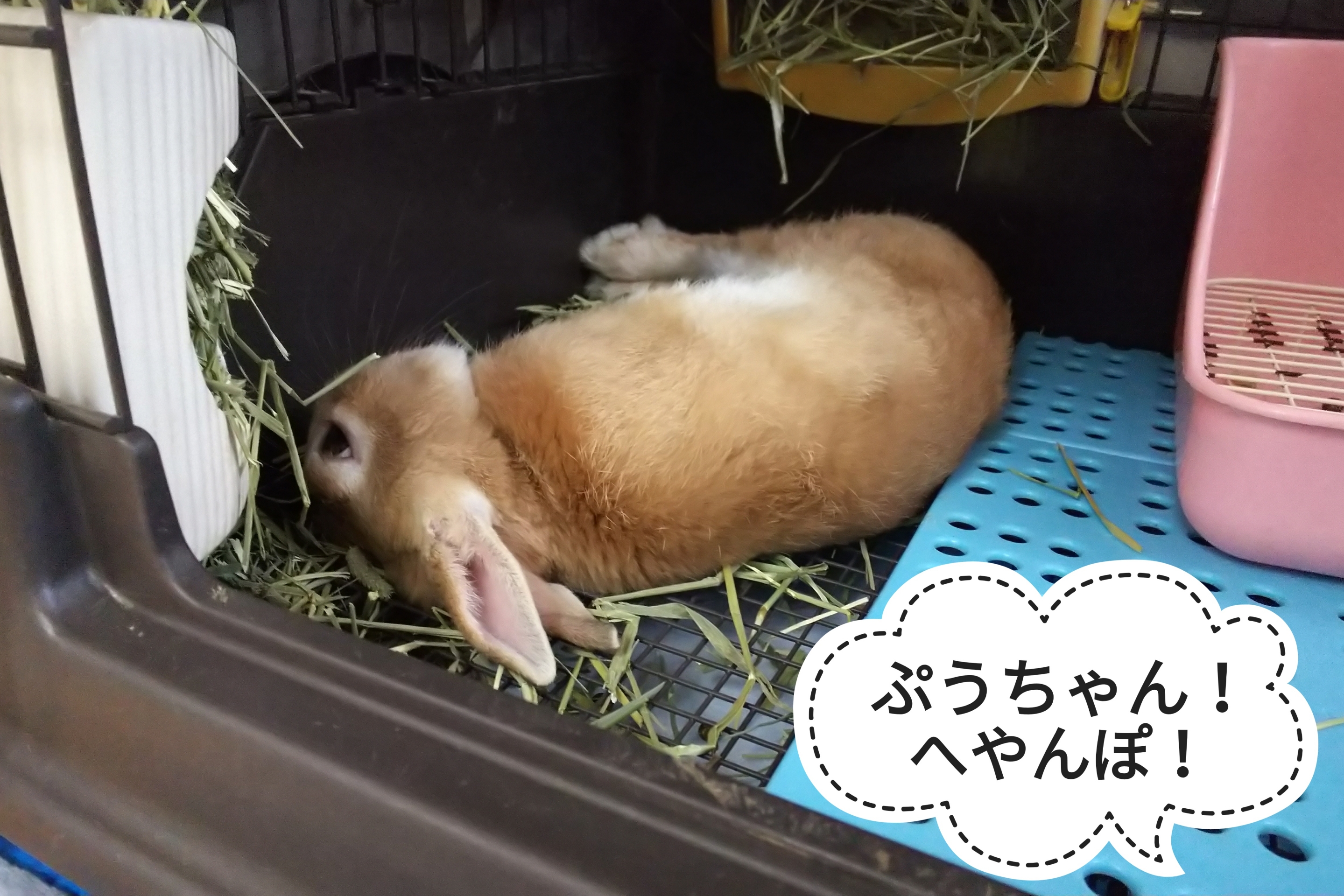 睡眠の邪魔 ぺろぺろうさぎぷうの部屋 睡眠の邪魔 ぺろぺろうさぎぷうの部屋