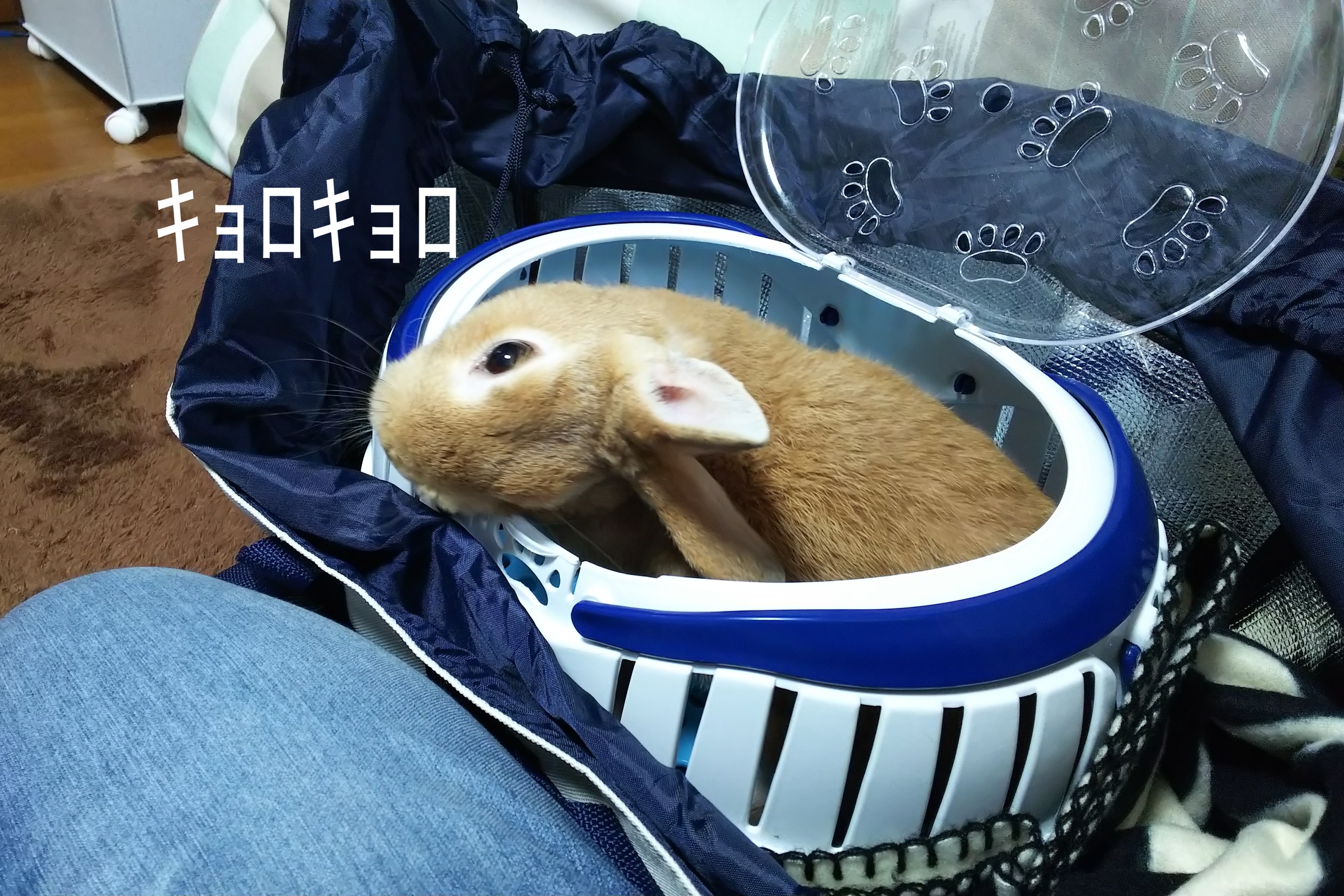 助けてサイン ぺろぺろうさぎぷうの部屋