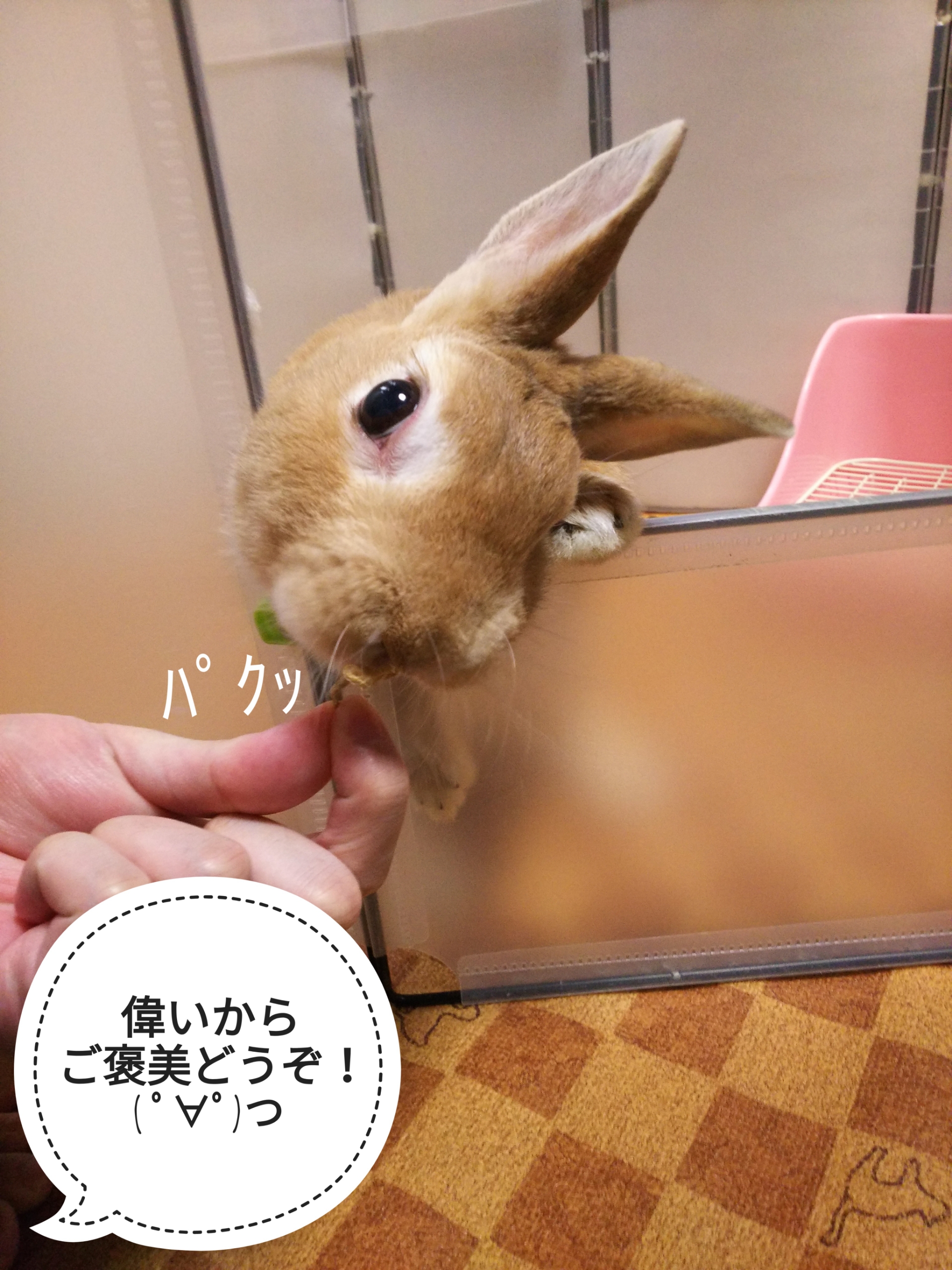 いい子にはご褒美 ぺろぺろうさぎぷうの部屋 いい子にはご褒美 ぺろぺろうさぎぷうの部屋