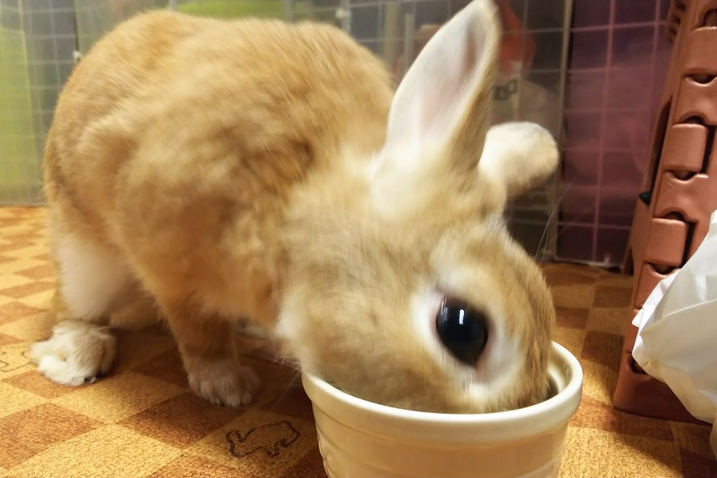 ぺろっ ぷうちゃん６歳のお誕生日 その２ ぺろぺろうさぎぷうの部屋