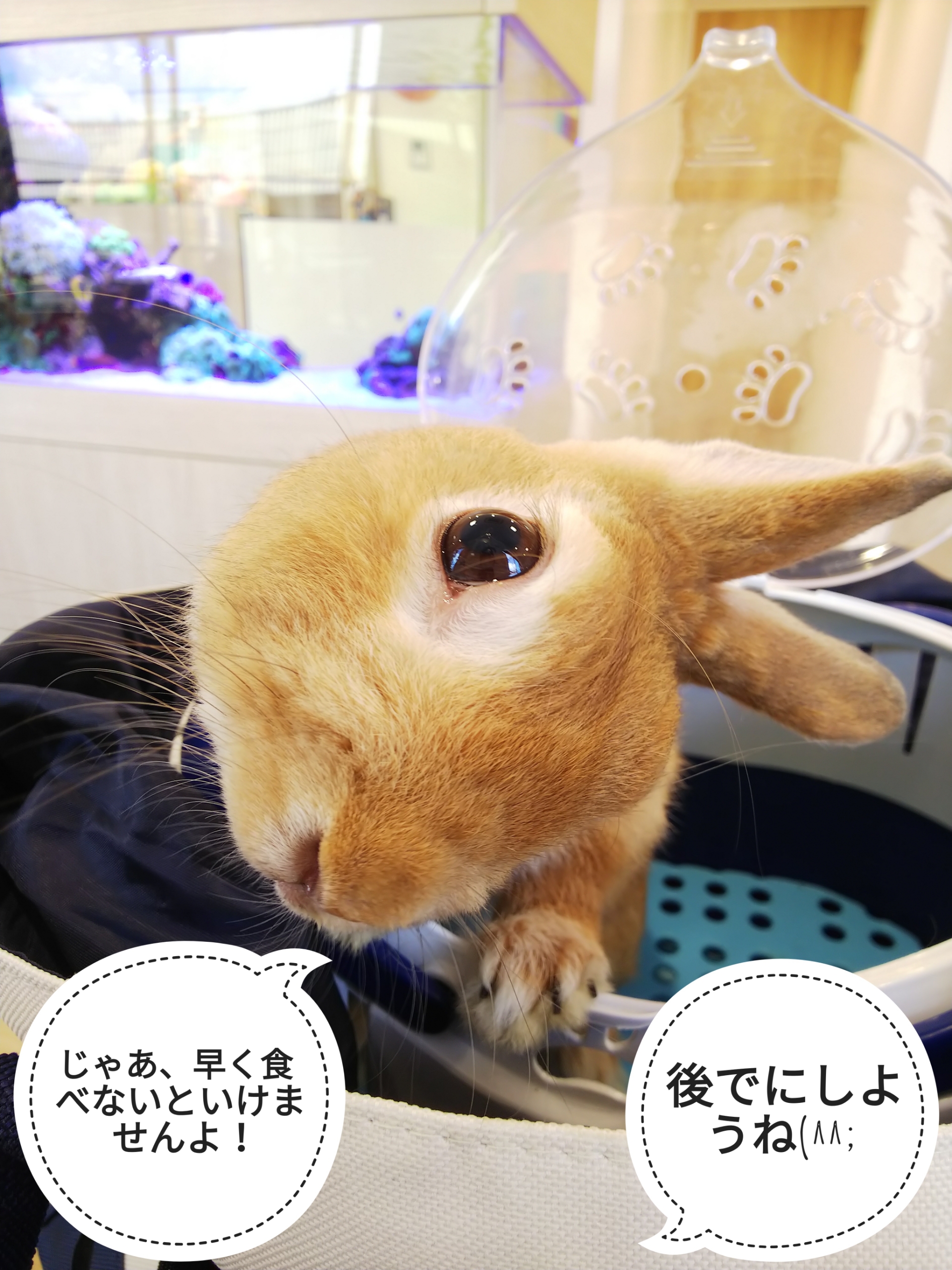 パパイヤはあとで ぺろぺろうさぎぷうの部屋