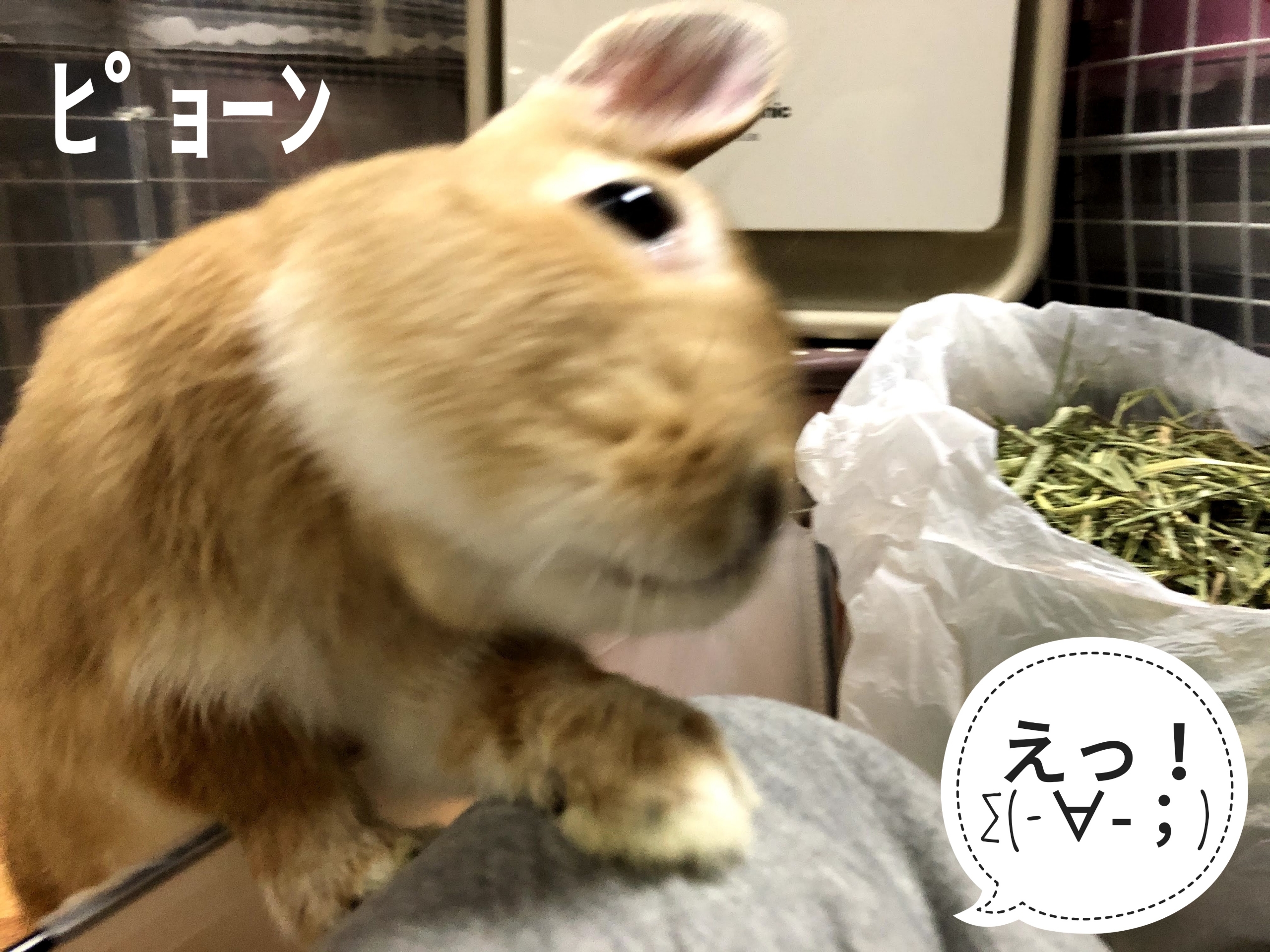 ミニ どいてくれたけど ぺろぺろうさぎぷうの部屋 ミニ どいてくれたけど ぺろぺろうさぎぷうの部屋