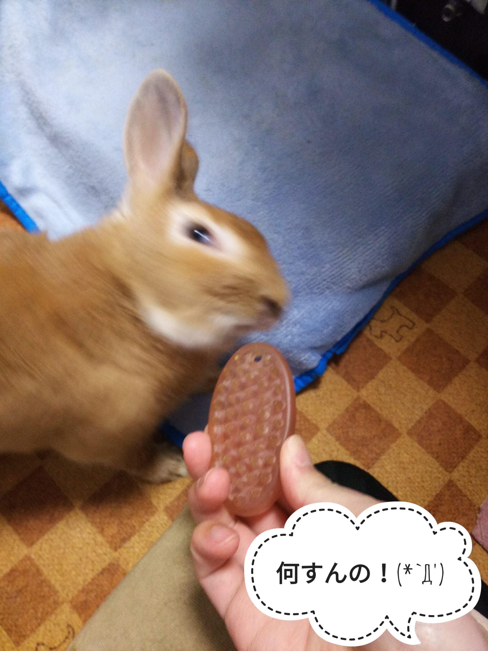 むしってません ぺろぺろうさぎぷうの部屋 むしってません ぺろぺろうさぎぷうの部屋