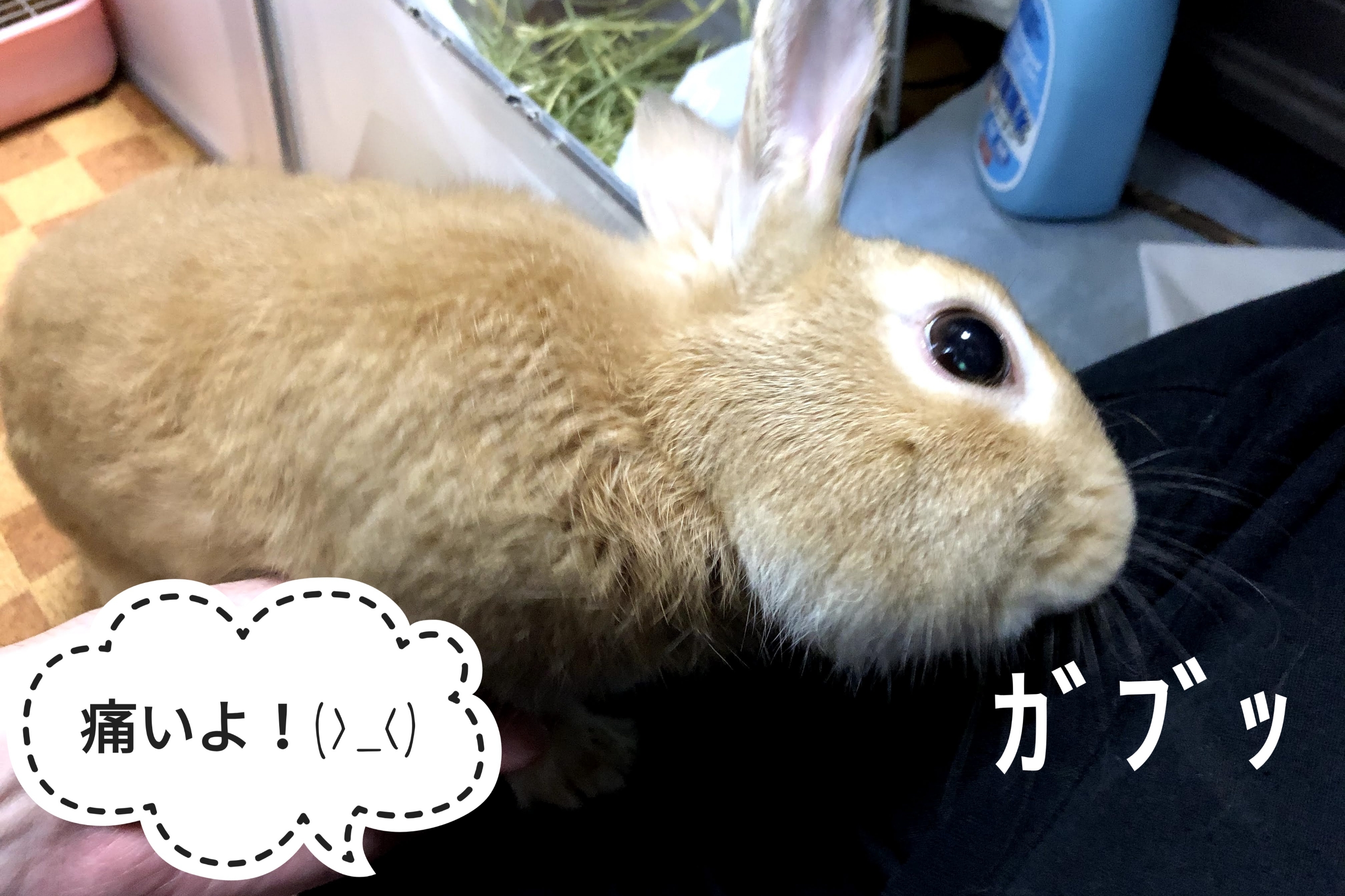 何事も無かったかのように ぺろぺろうさぎぷうの部屋