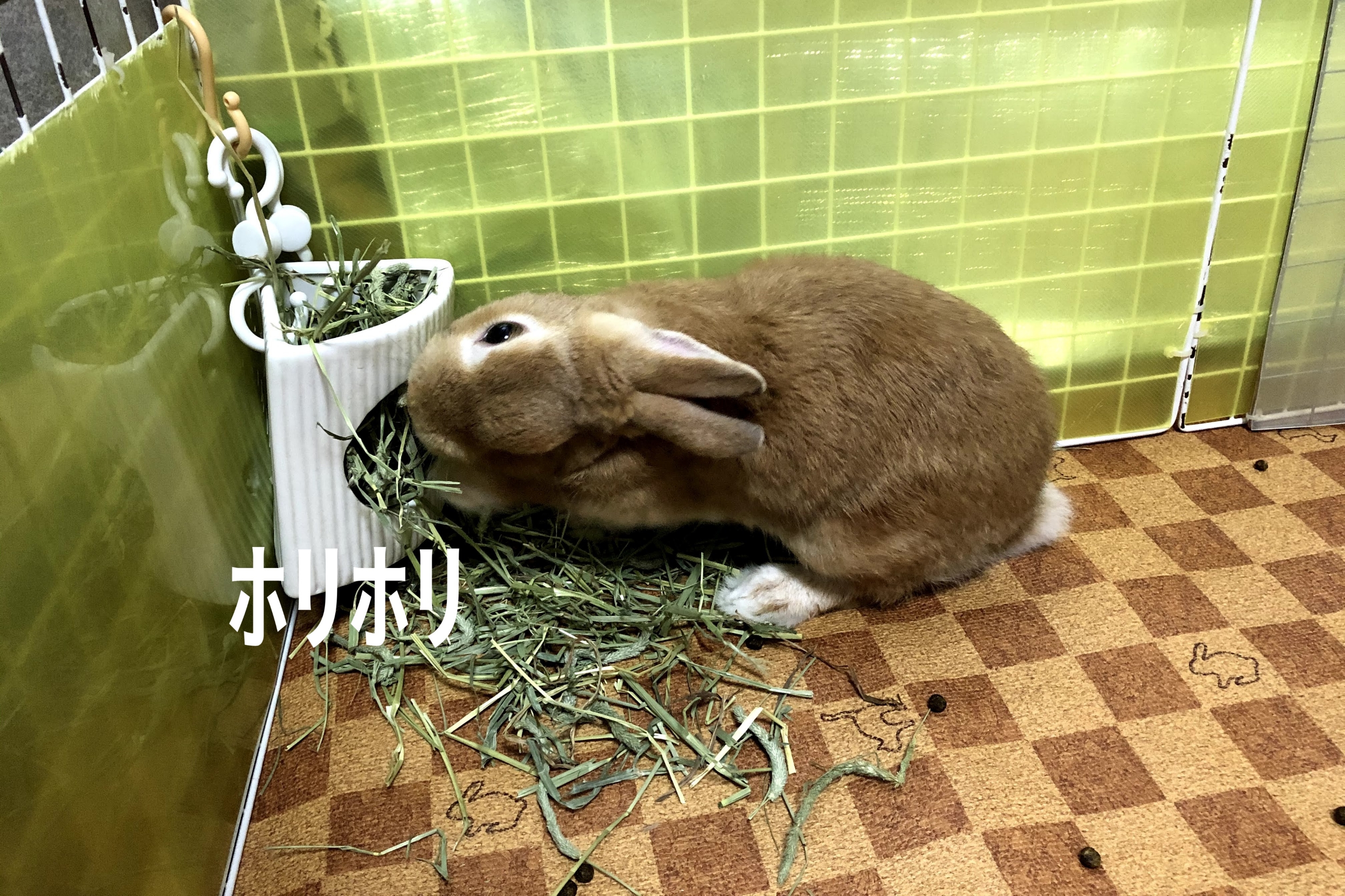 今日はかまってちゃんじゃないの ぺろぺろうさぎぷうの部屋