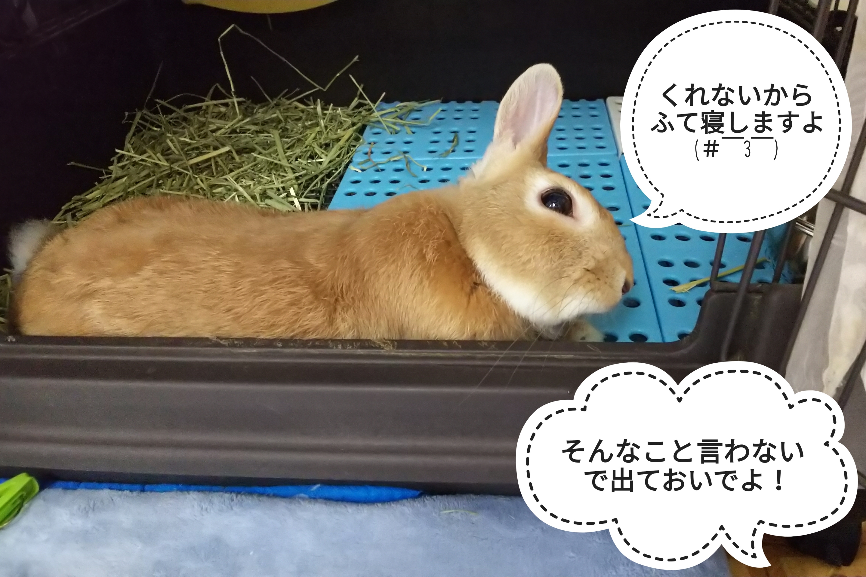 くれないからふて寝 ぺろぺろうさぎぷうの部屋
