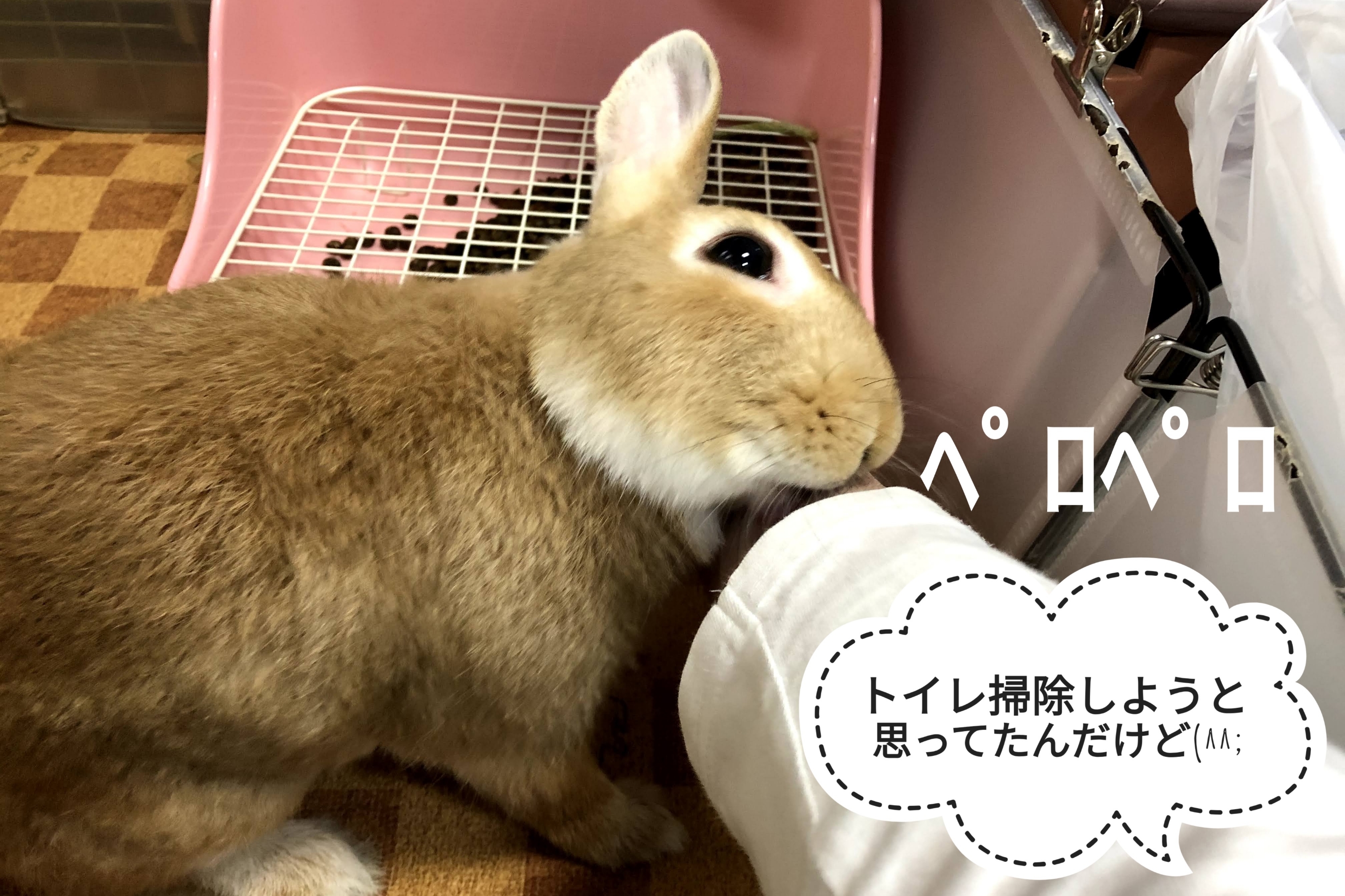 ミニ すきあらば ぺろぺろうさぎぷうの部屋 ミニ すきあらば ぺろぺろうさぎぷうの部屋