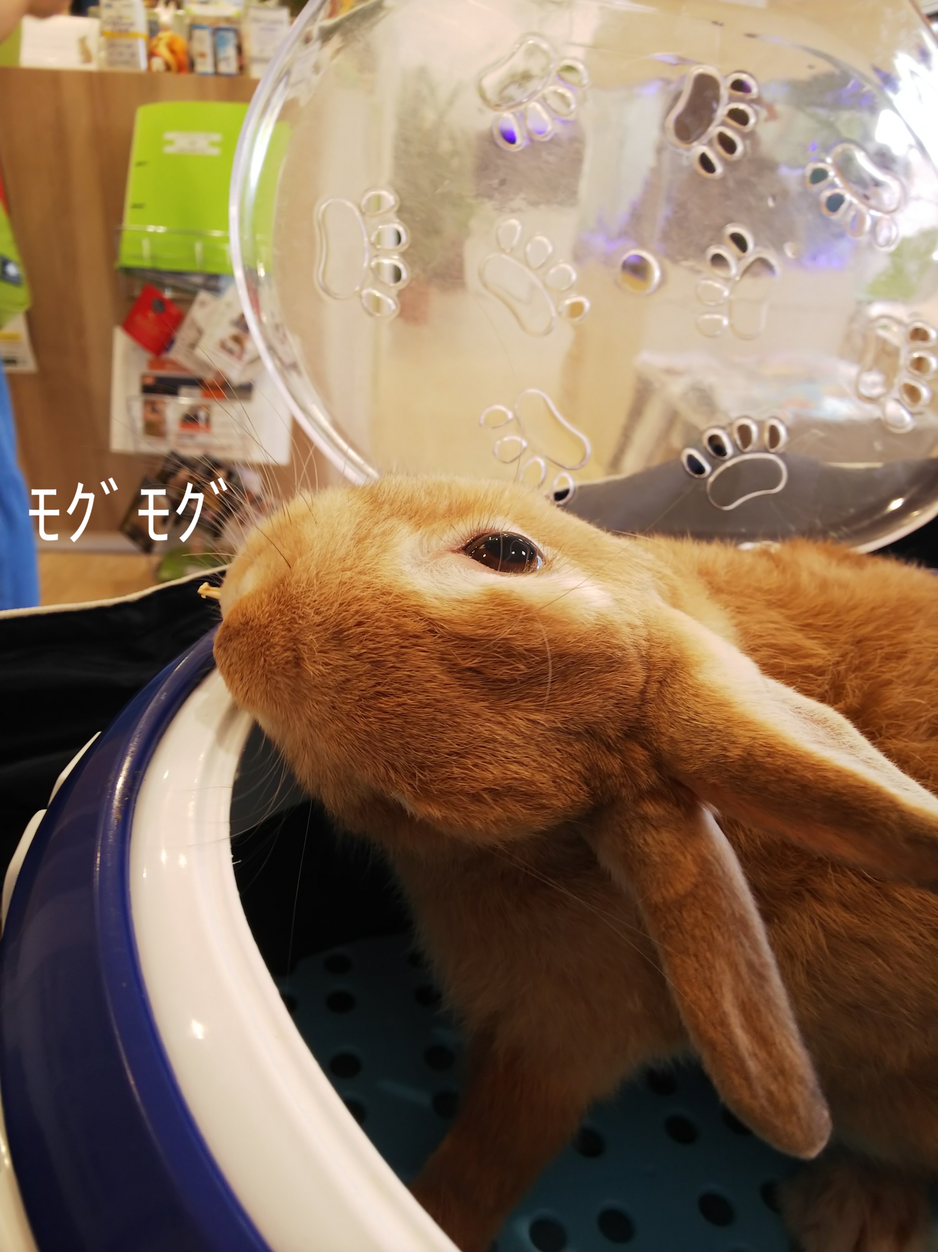 パパイヤはあとで ぺろぺろうさぎぷうの部屋