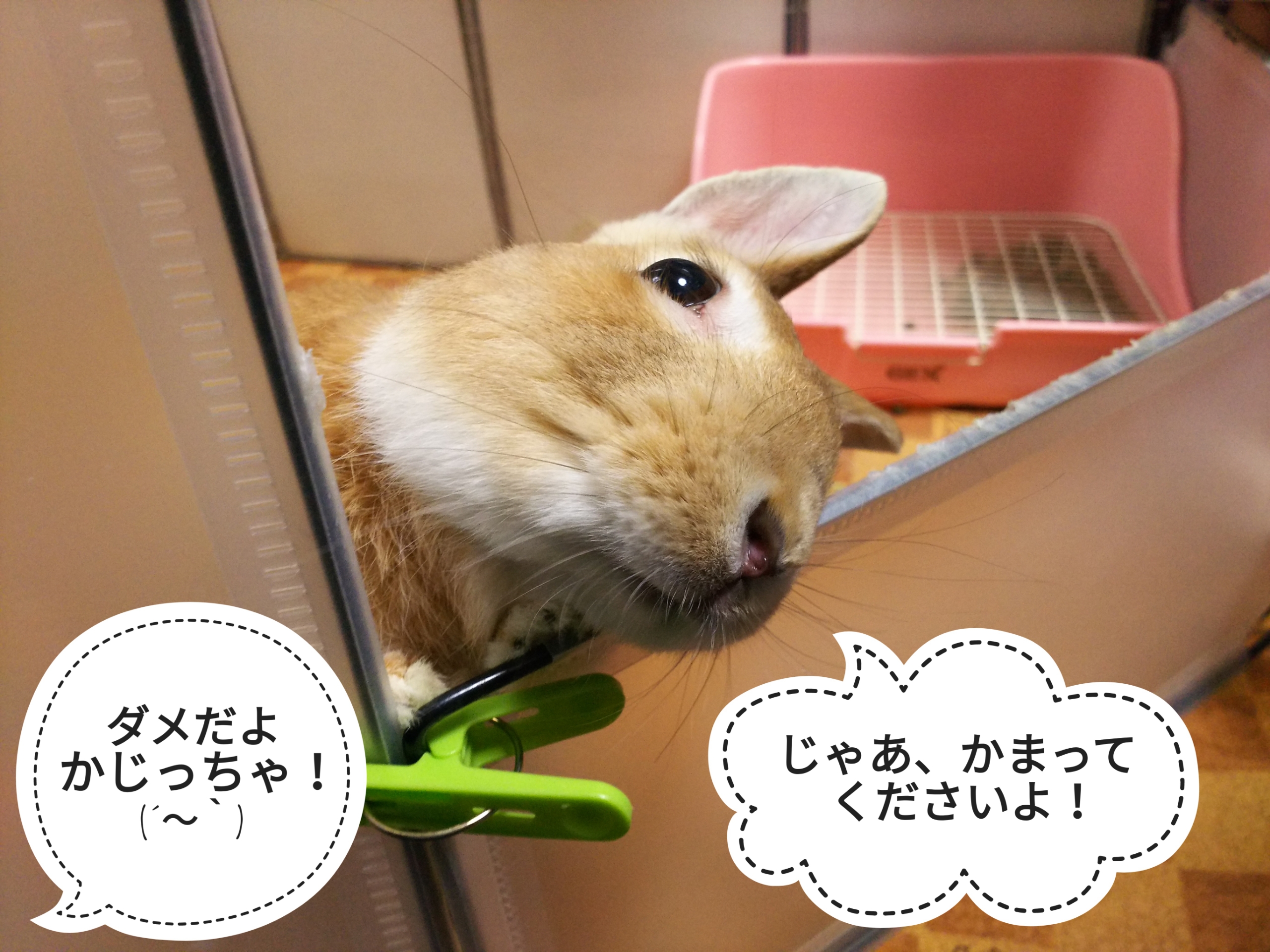 休ませない ぺろぺろうさぎぷうの部屋 休ませない ぺろぺろうさぎぷうの部屋