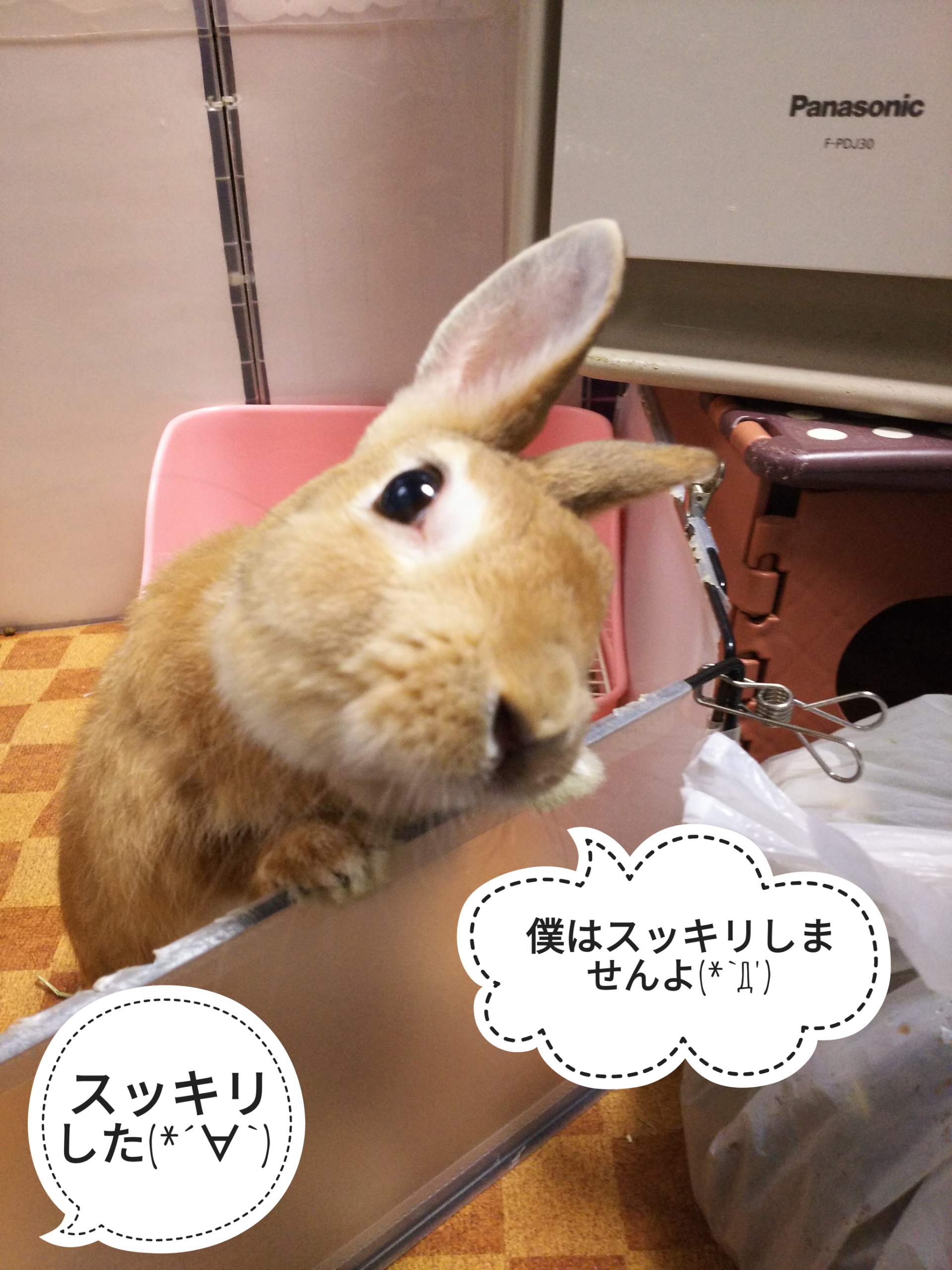 スッキリ気持ちいい瞬間 ぺろぺろうさぎぷうの部屋