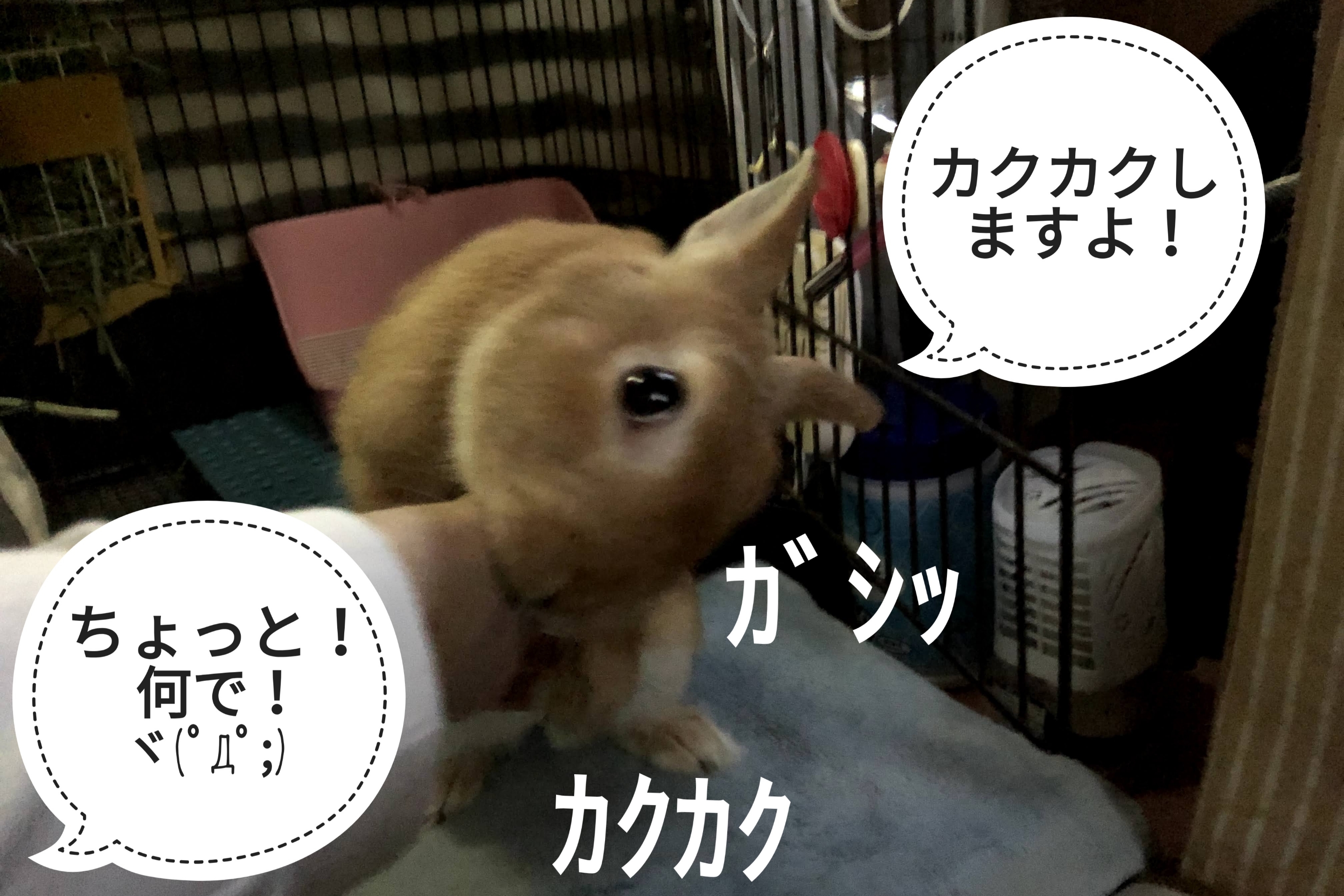 ぷうちゃんの思い通り ぺろぺろうさぎぷうの部屋 ぷうちゃんの思い通り ぺろぺろうさぎぷうの部屋