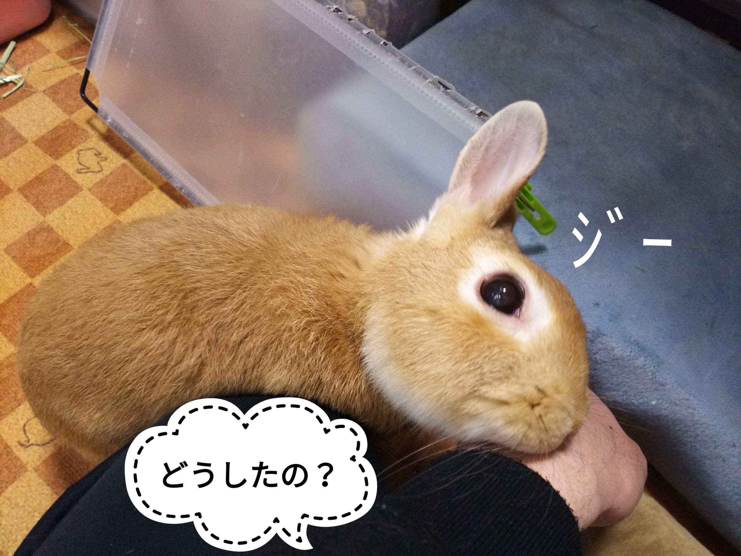 ささやかな反抗 ぺろぺろうさぎぷうの部屋 ささやかな反抗 ぺろぺろうさぎぷうの部屋