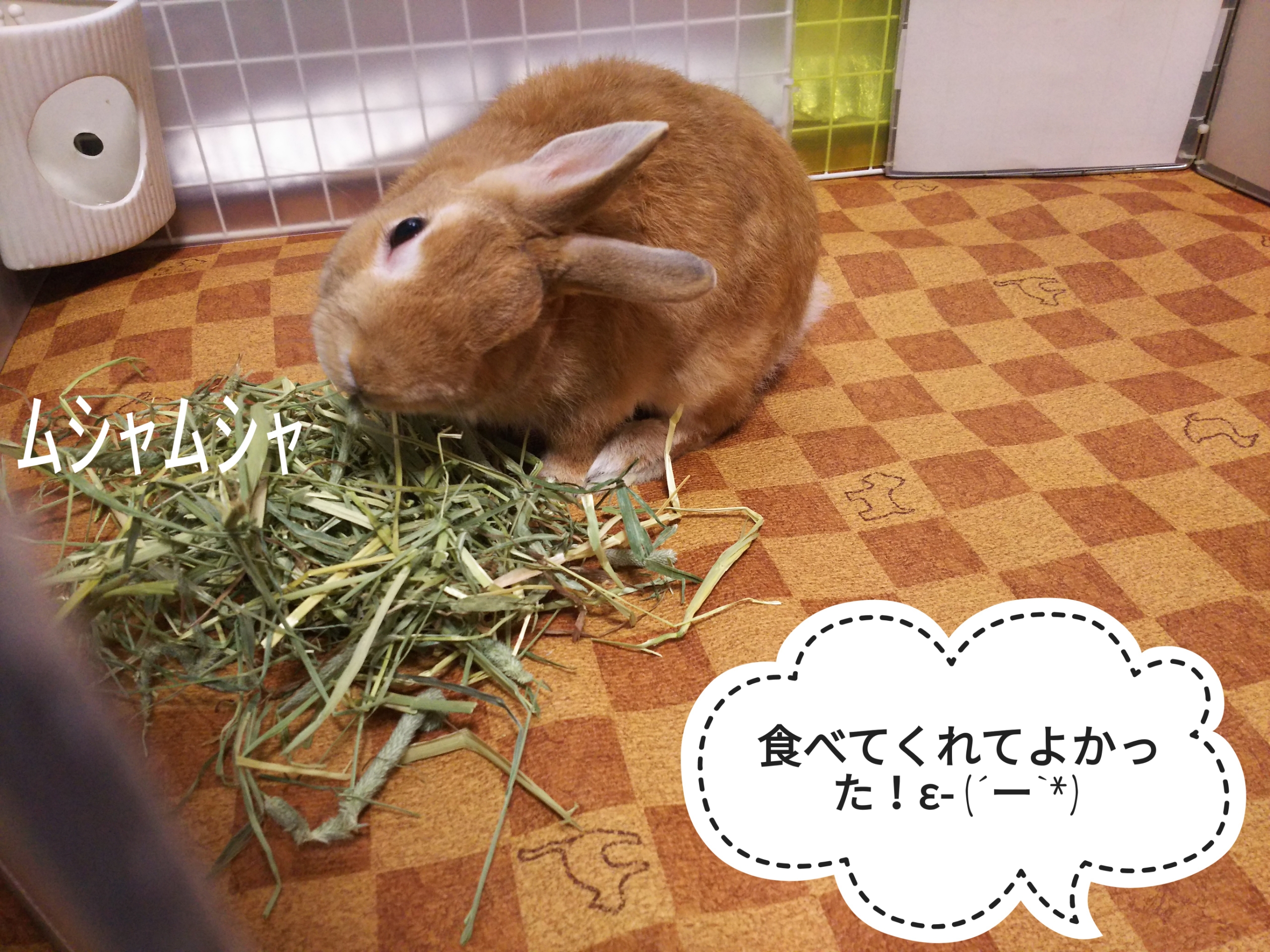 大きなうん ぺろぺろうさぎぷうの部屋 大きなうん ぺろぺろうさぎぷうの部屋