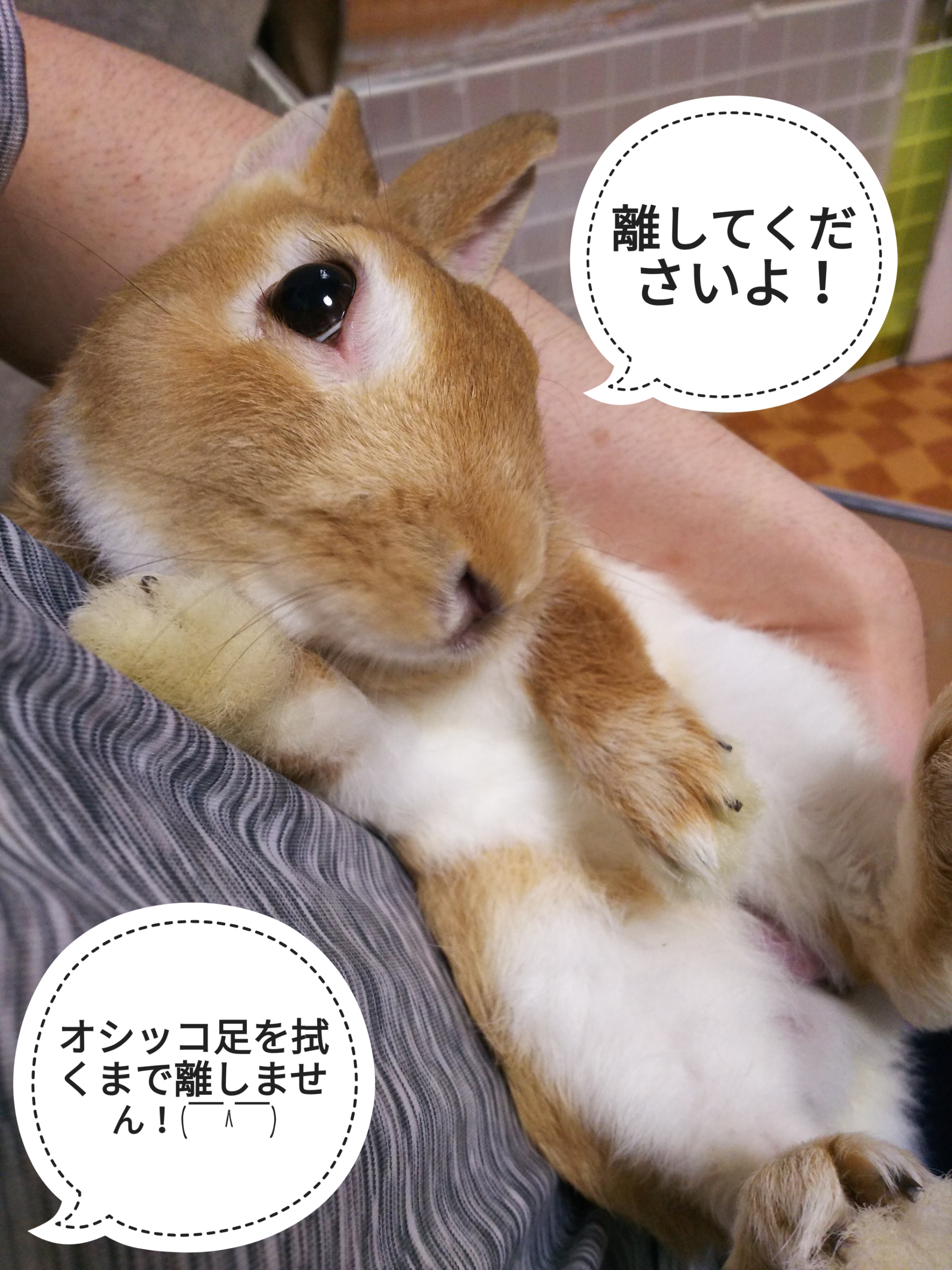 かまってあげないと オシッコうさぎに ぺろぺろうさぎぷうの部屋