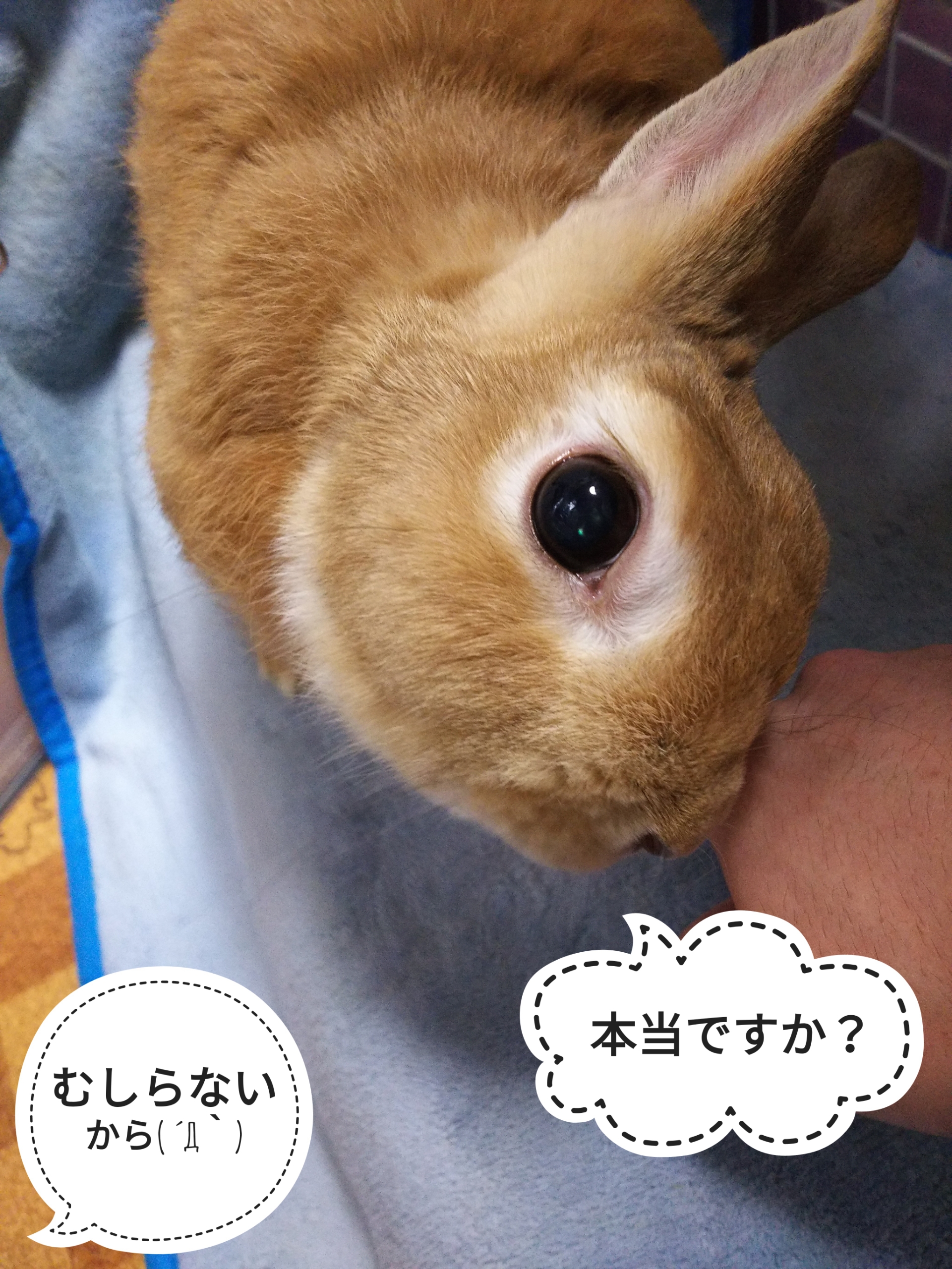 むしってません ぺろぺろうさぎぷうの部屋 むしってません ぺろぺろうさぎぷうの部屋