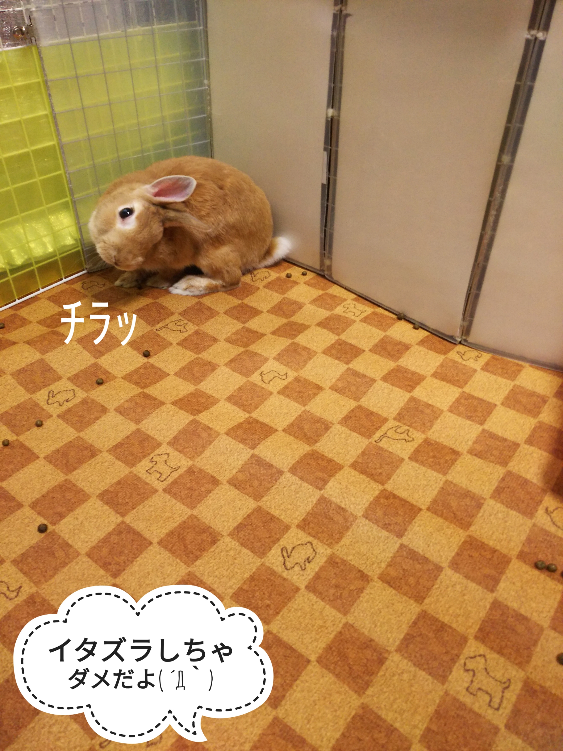 イタズラしたり いい子になったり ぺろぺろうさぎぷうの部屋