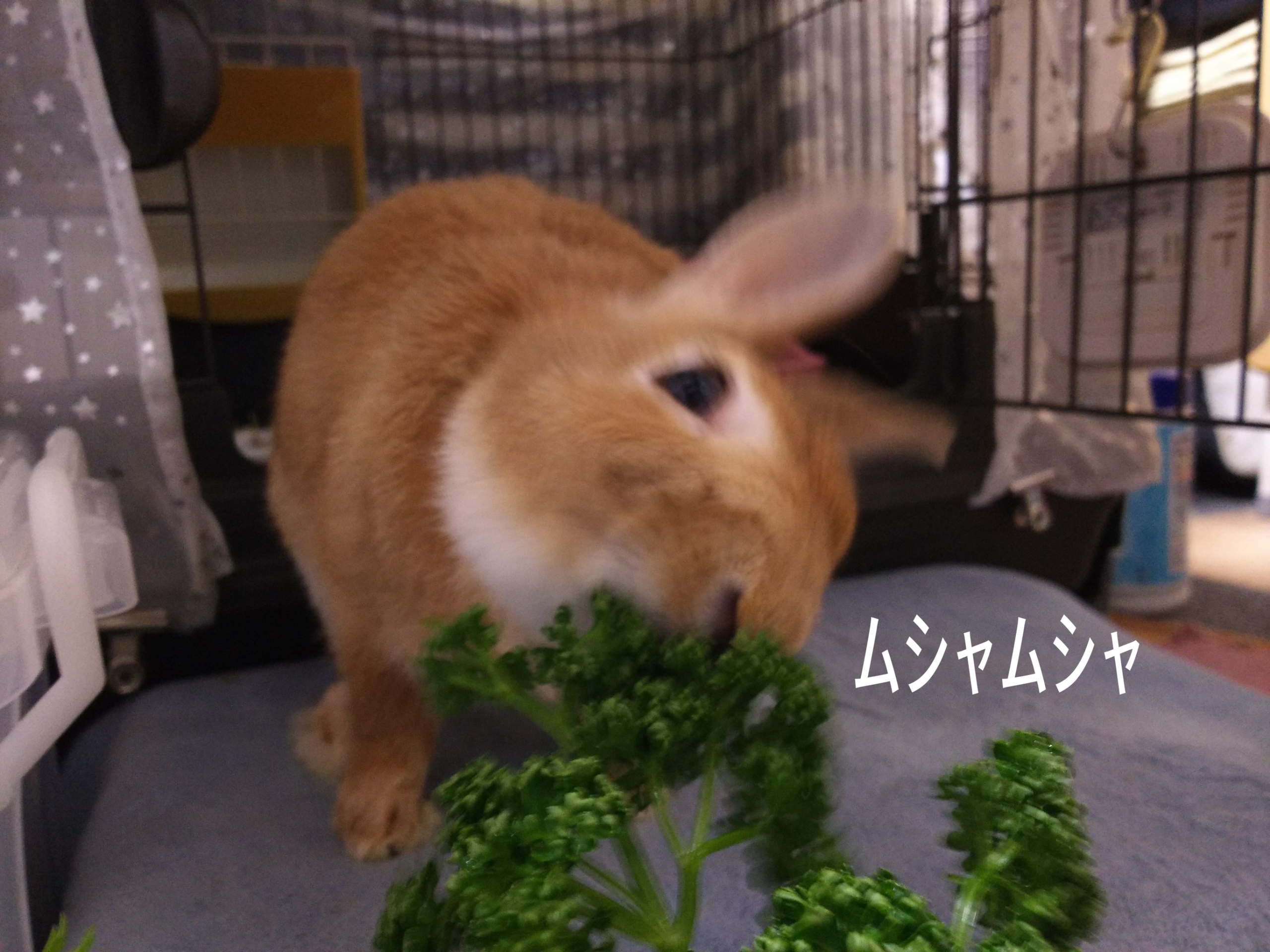 パセリと春菊 ぺろぺろうさぎぷうの部屋