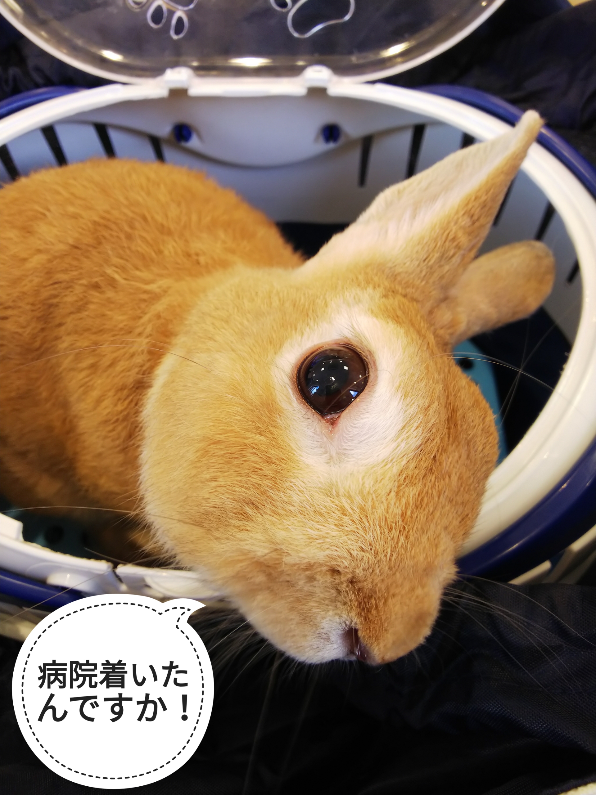 パパイヤはあとで ぺろぺろうさぎぷうの部屋