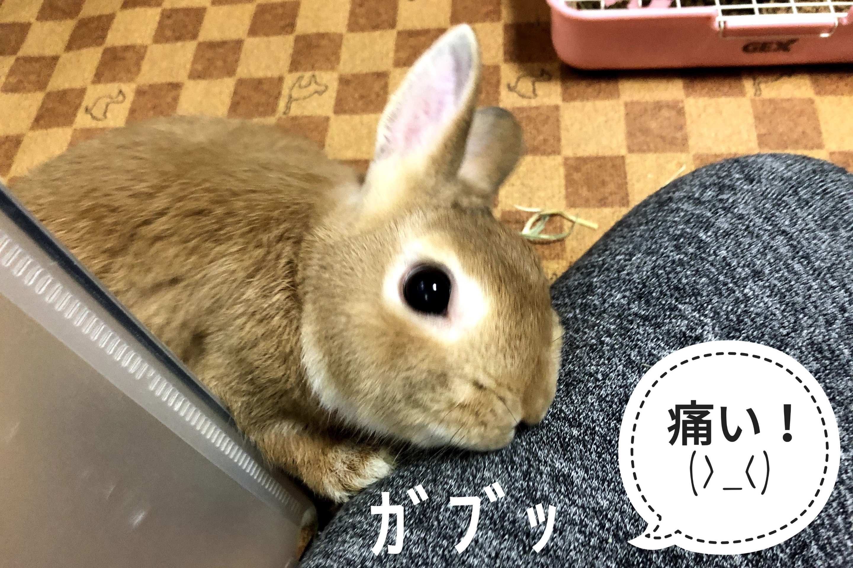 突然のホリホリガブッ ぺろぺろうさぎぷうの部屋 突然のホリホリガブッ ぺろぺろうさぎぷうの部屋