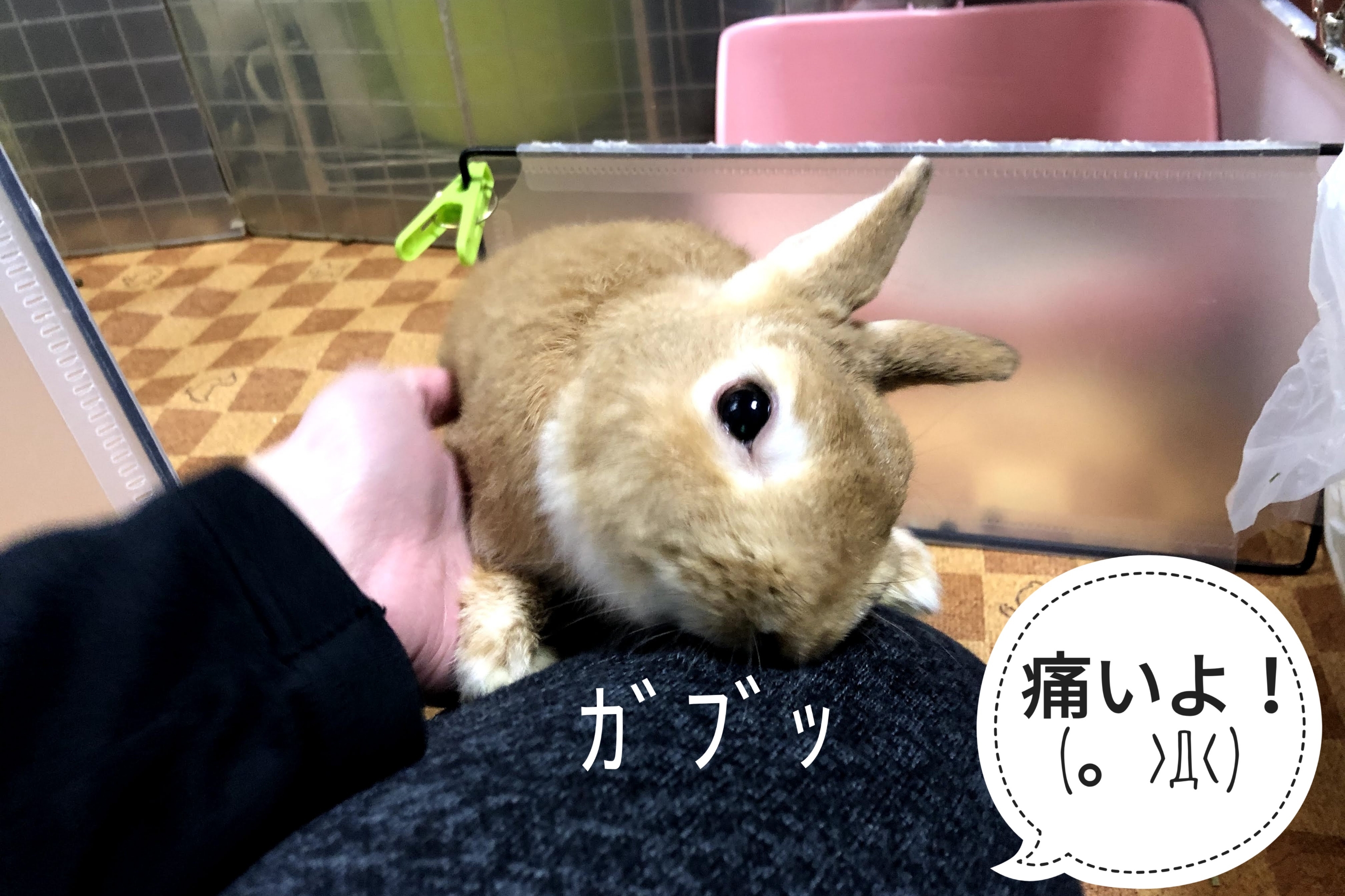 ミニ 本気噛み ぺろぺろうさぎぷうの部屋