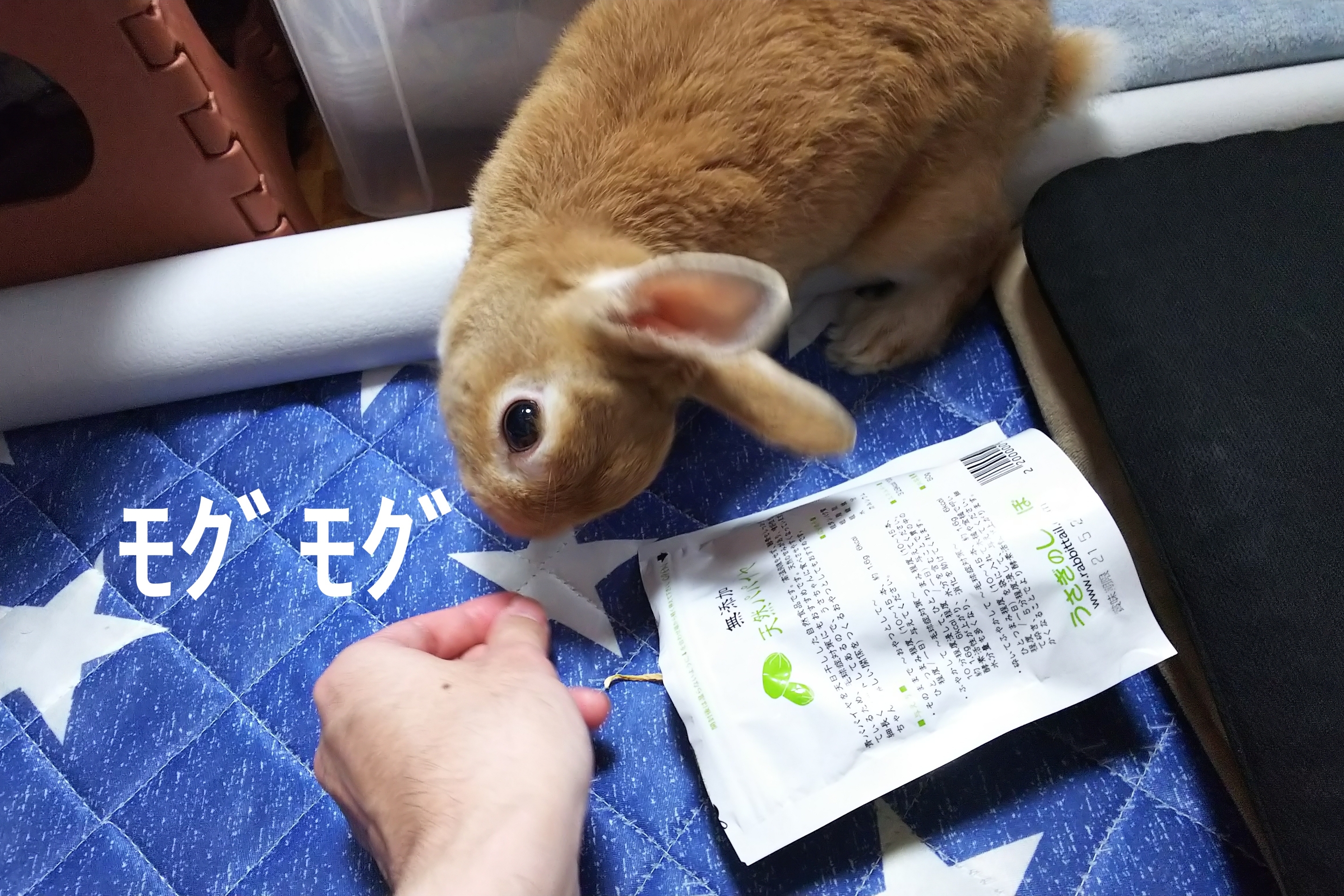 パパイヤ見つけた ぺろぺろうさぎぷうの部屋