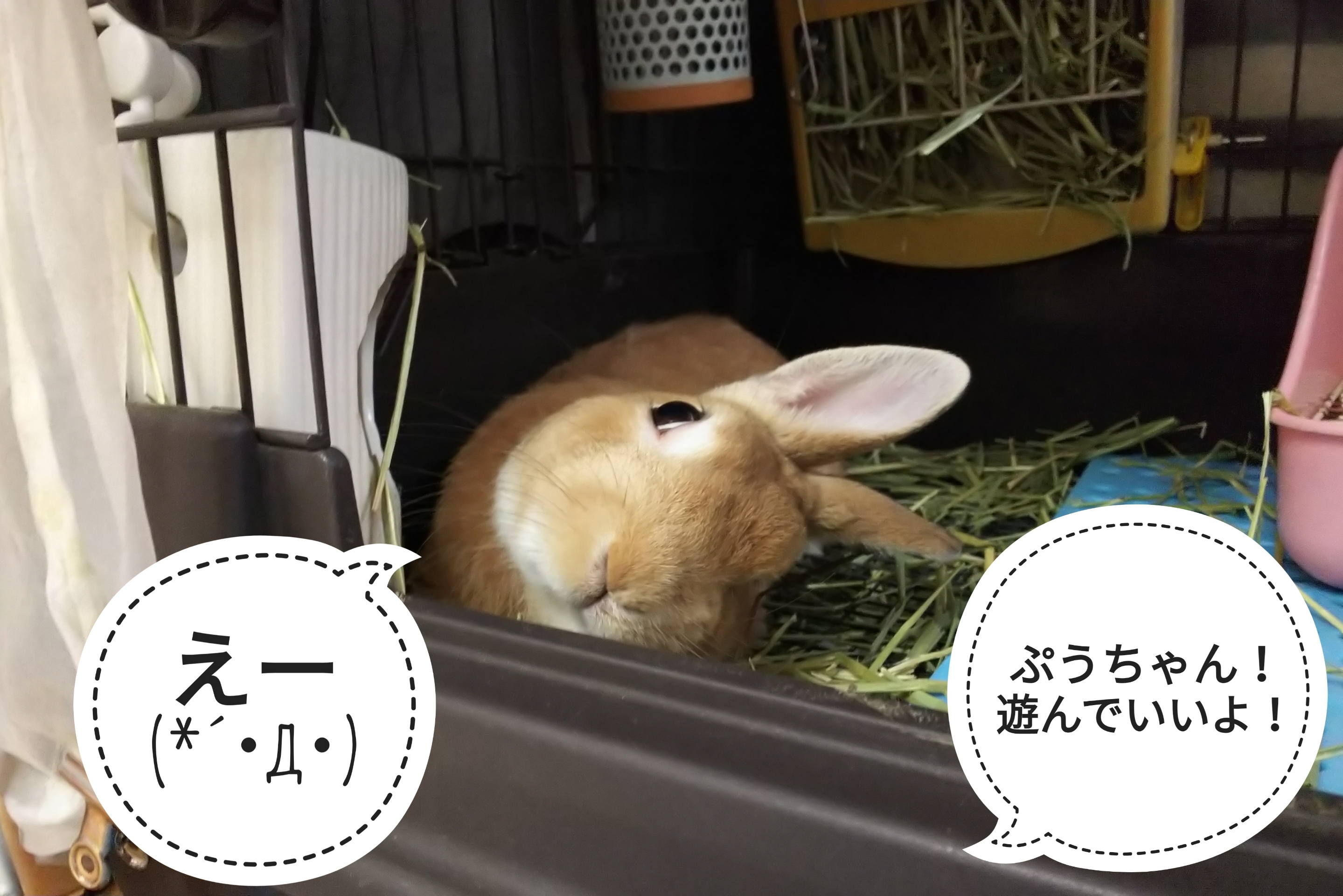 へやんぽより牧草な気分 ぺろぺろうさぎぷうの部屋