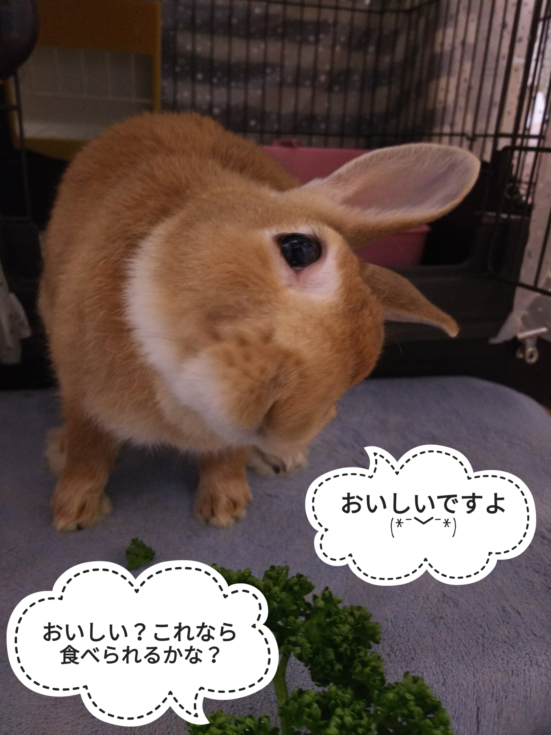 パセリと春菊 ぺろぺろうさぎぷうの部屋