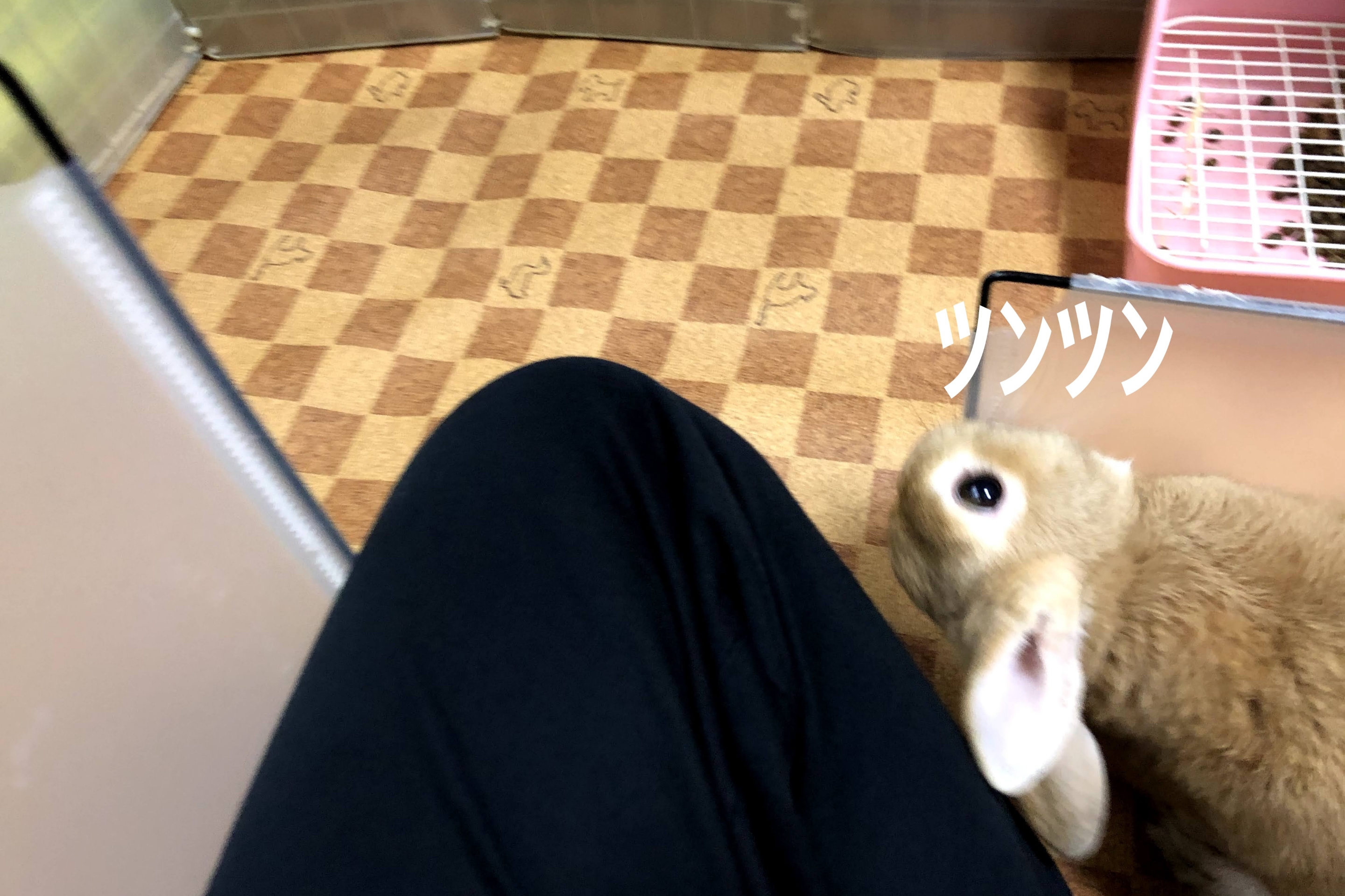 お返しとおわびと ぺろぺろうさぎぷうの部屋