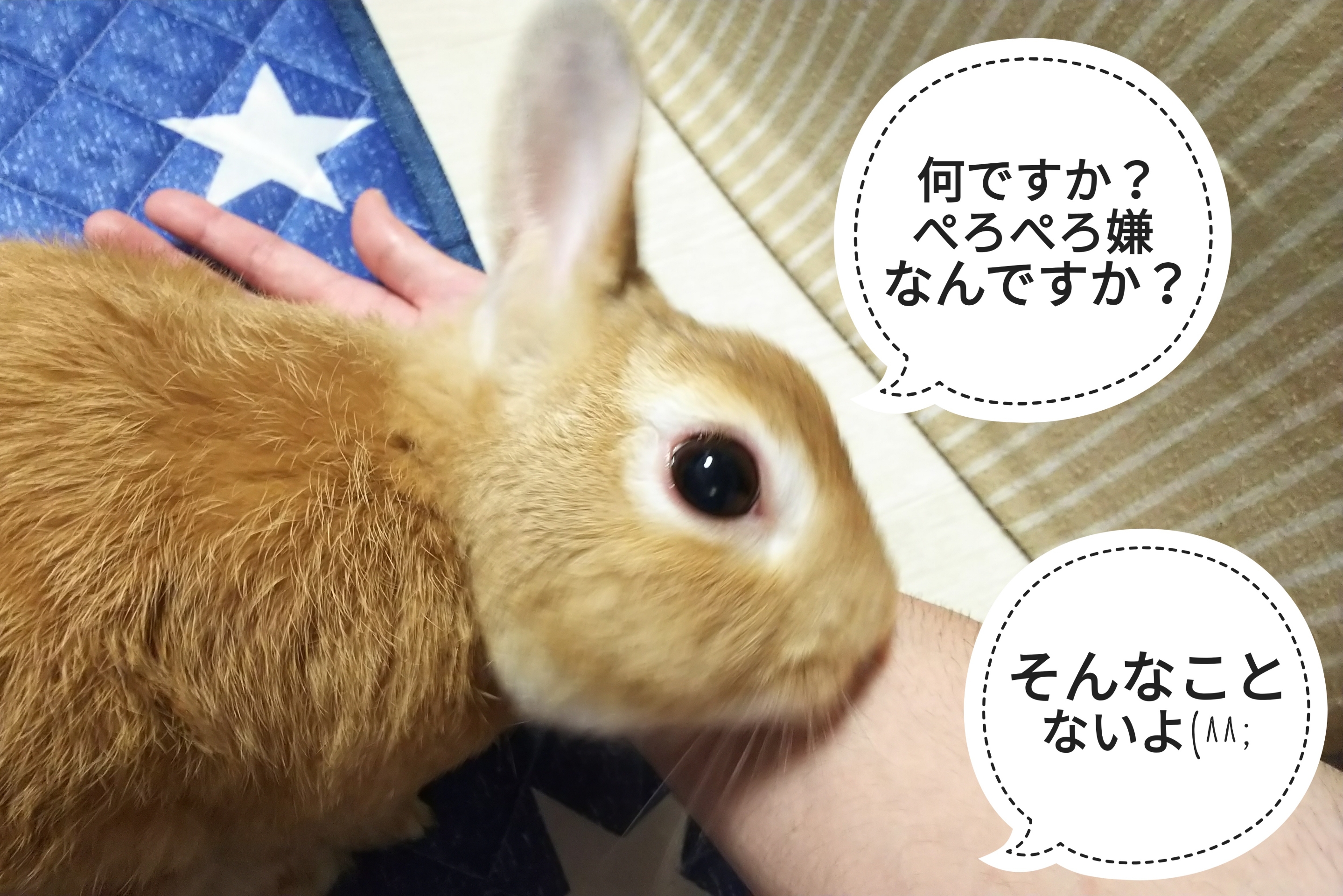 踏まれたい ぺろぺろうさぎぷうの部屋 踏まれたい ぺろぺろうさぎぷうの部屋