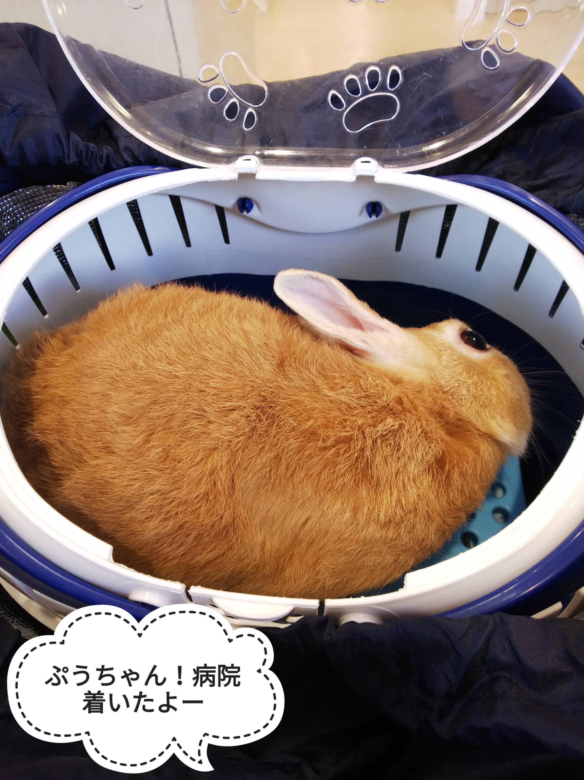 パパイヤはあとで ぺろぺろうさぎぷうの部屋