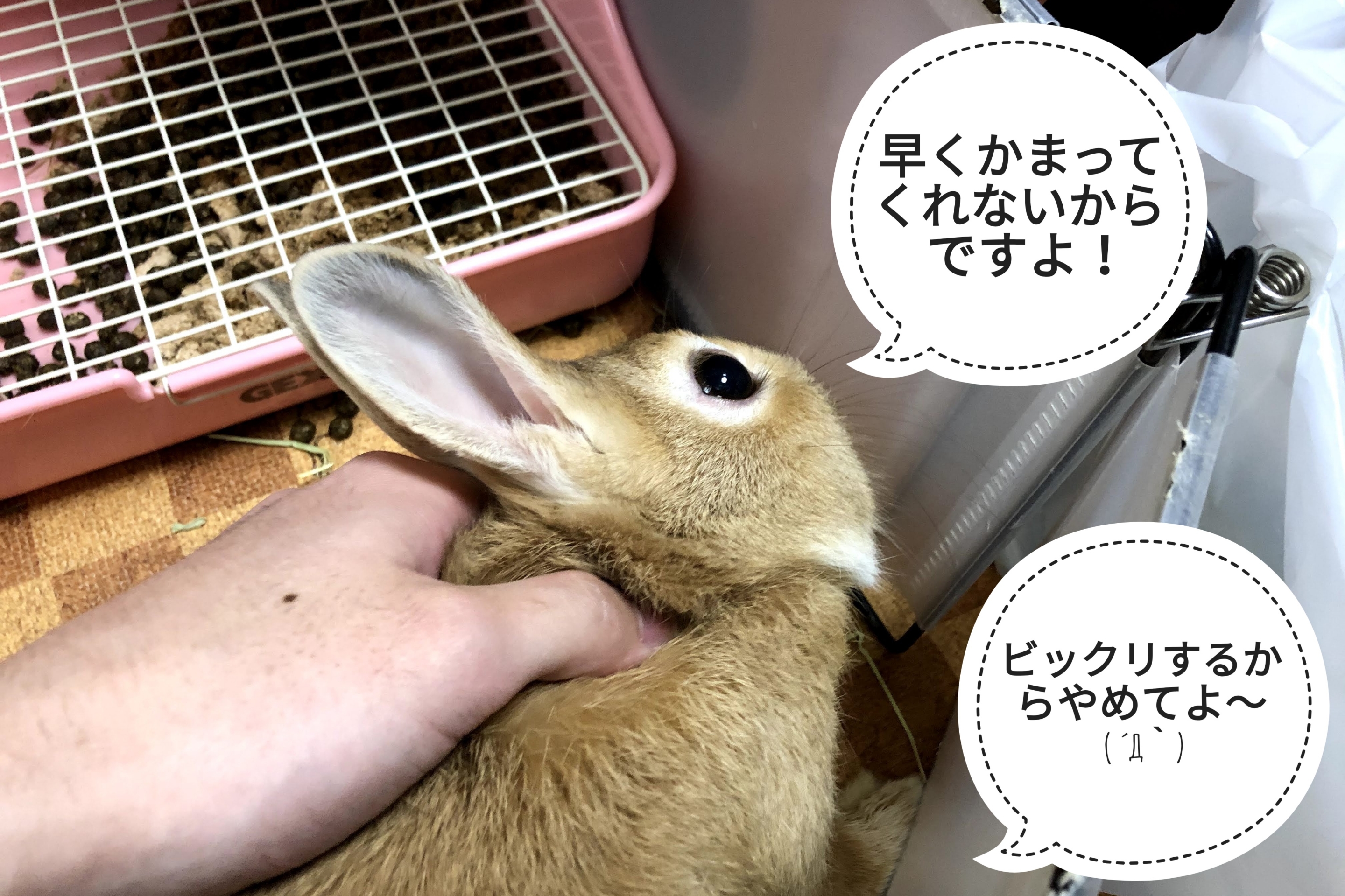 ミニ いやなおと ぺろぺろうさぎぷうの部屋 ミニ いやなおと ぺろぺろうさぎぷうの部屋