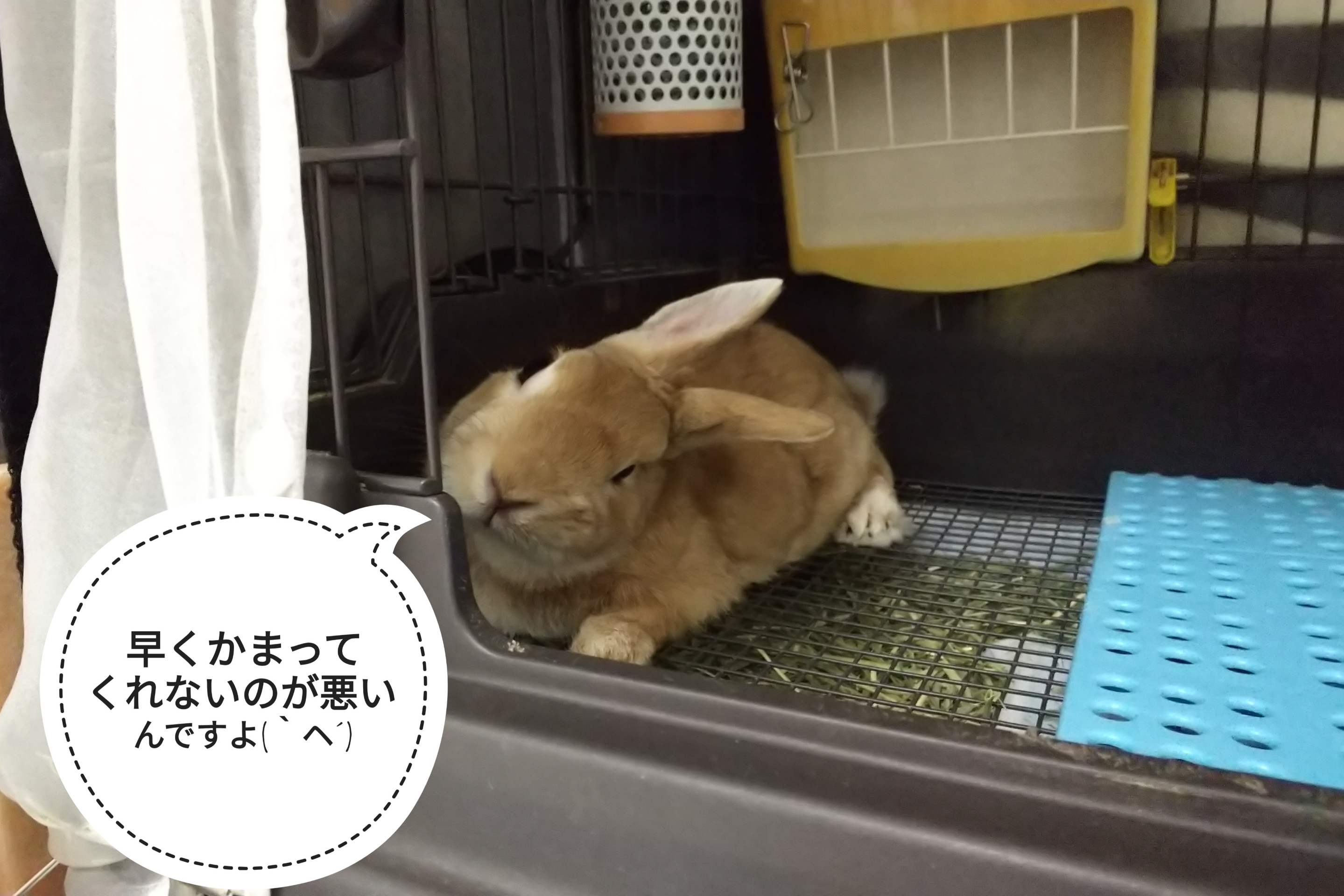 スマホに浮気はチッコ ぺろぺろうさぎぷうの部屋 スマホに浮気はチッコ ぺろぺろうさぎぷうの部屋