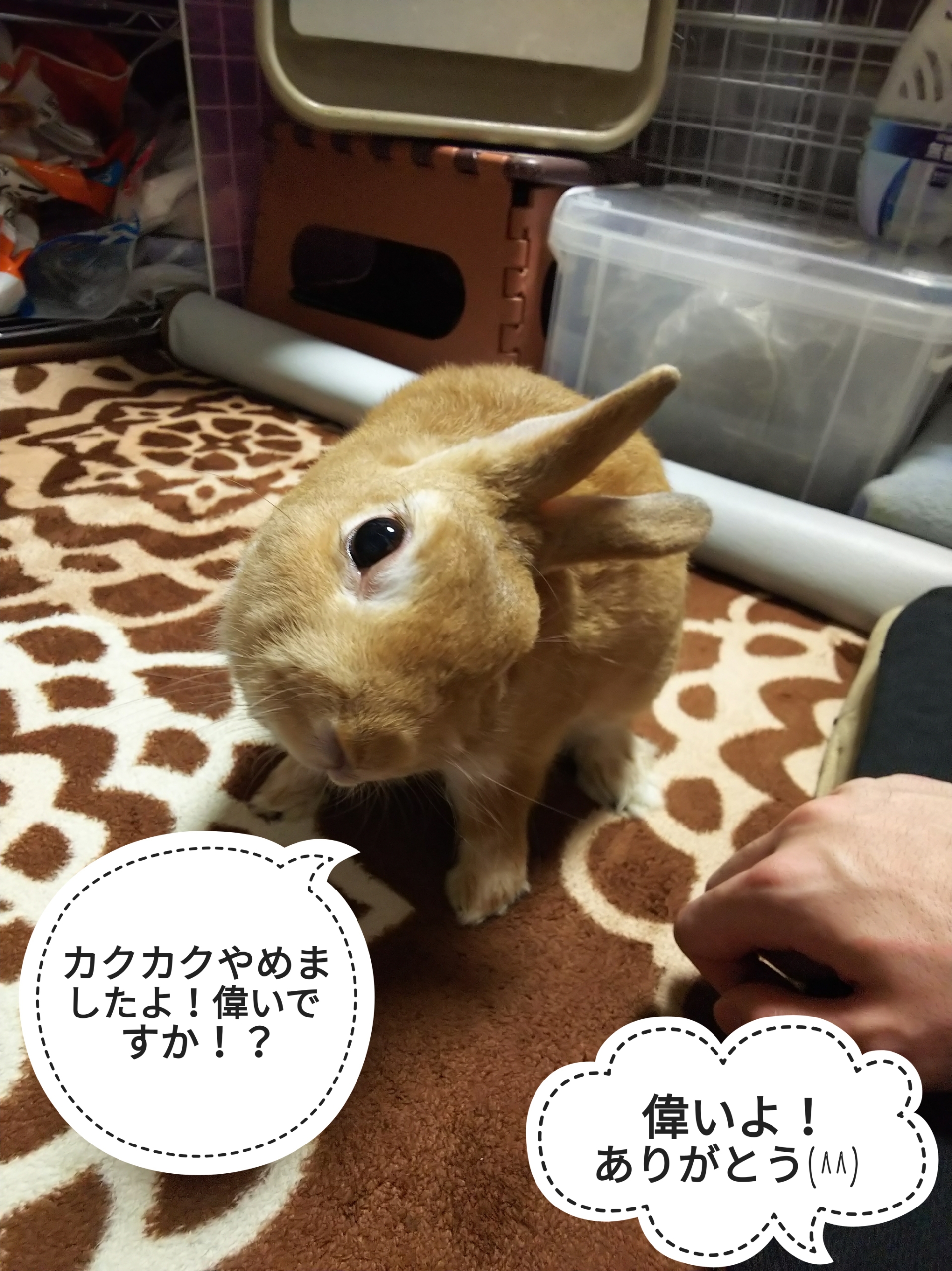 あやしい雰囲気 ぺろぺろうさぎぷうの部屋 あやしい雰囲気 ぺろぺろうさぎぷうの部屋