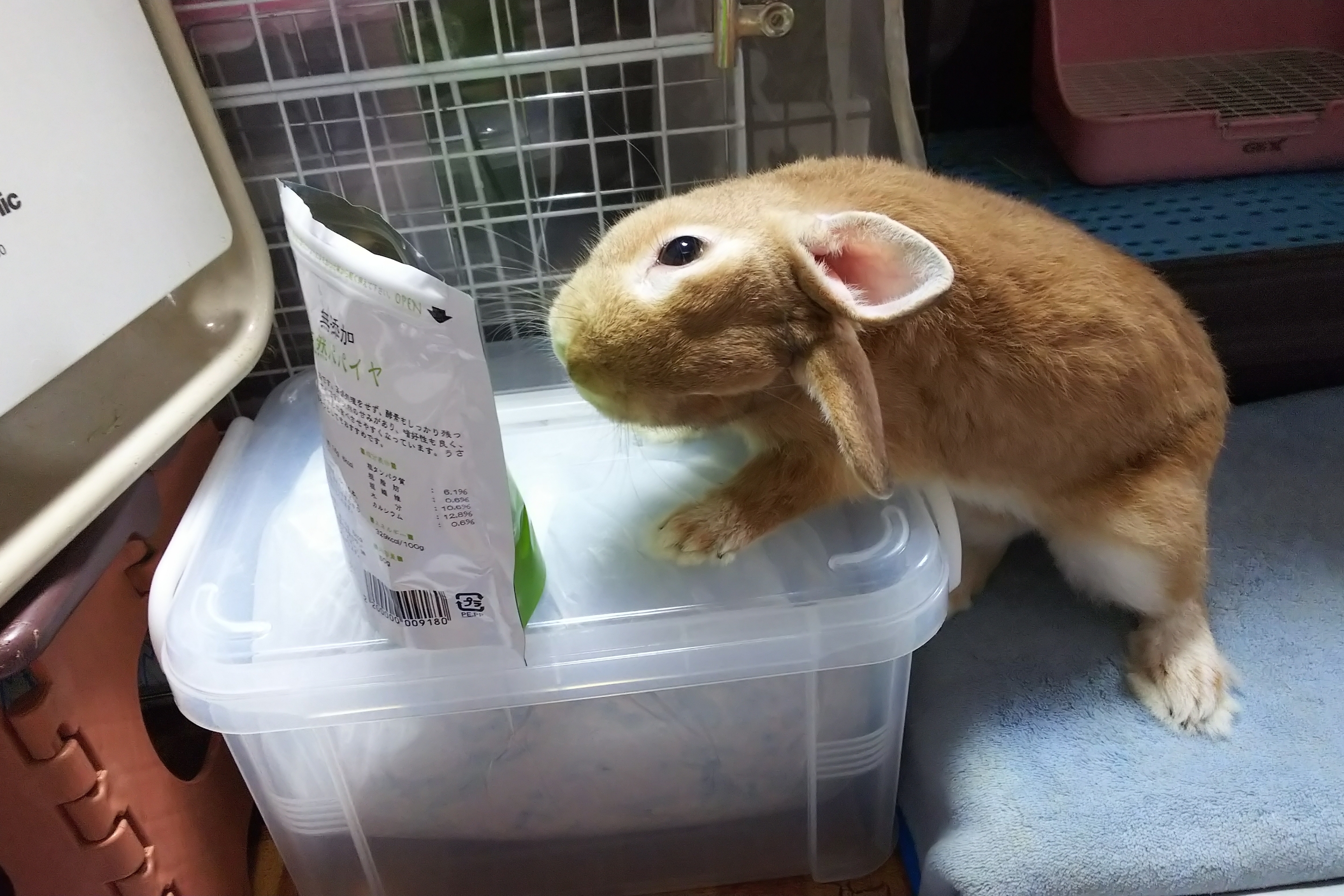 パパイヤ見つけた ぺろぺろうさぎぷうの部屋 パパイヤ見つけた ぺろぺろうさぎぷうの部屋