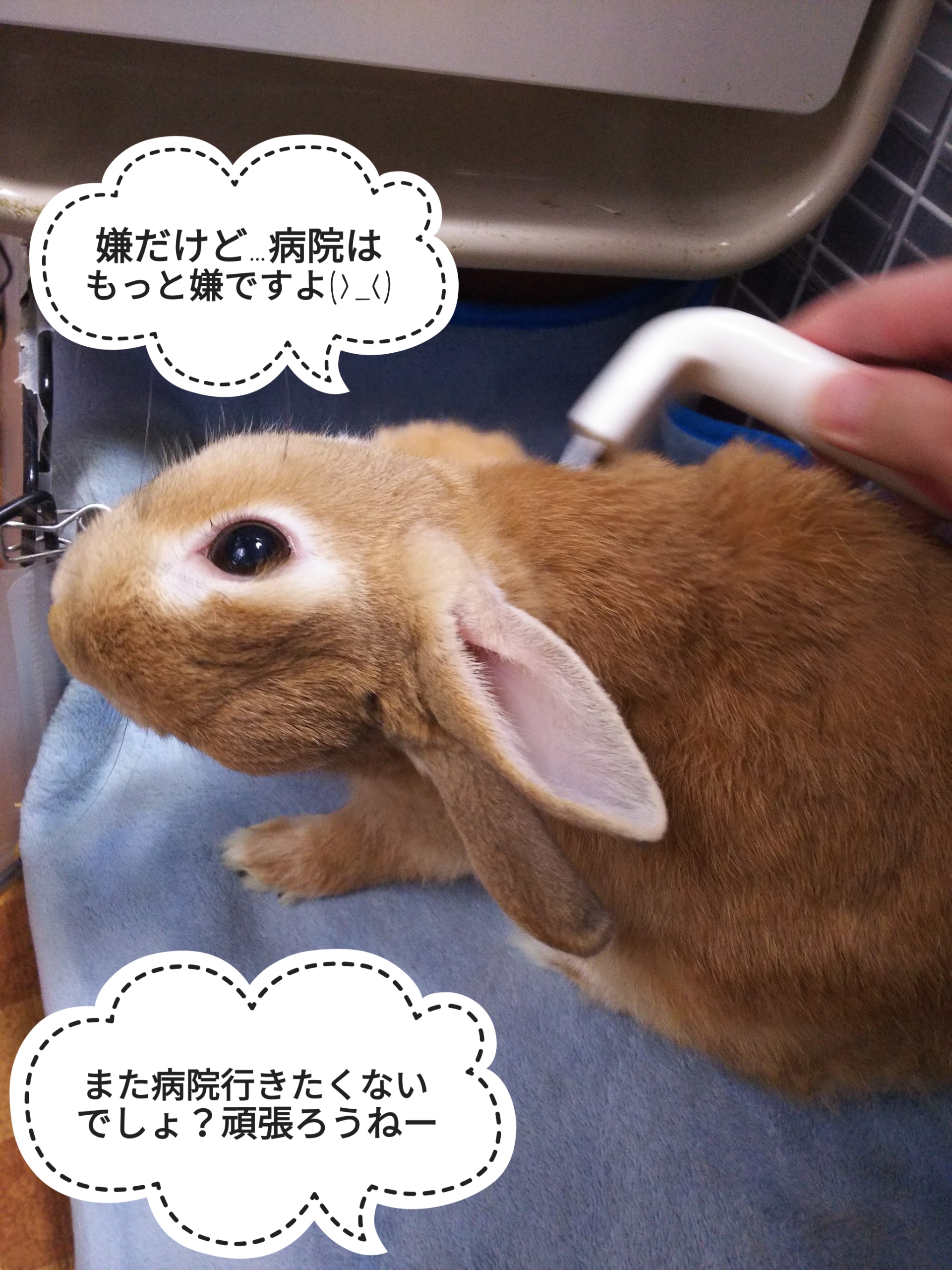 今日はおとなしい ぺろぺろうさぎぷうの部屋 今日はおとなしい ぺろぺろうさぎぷうの部屋