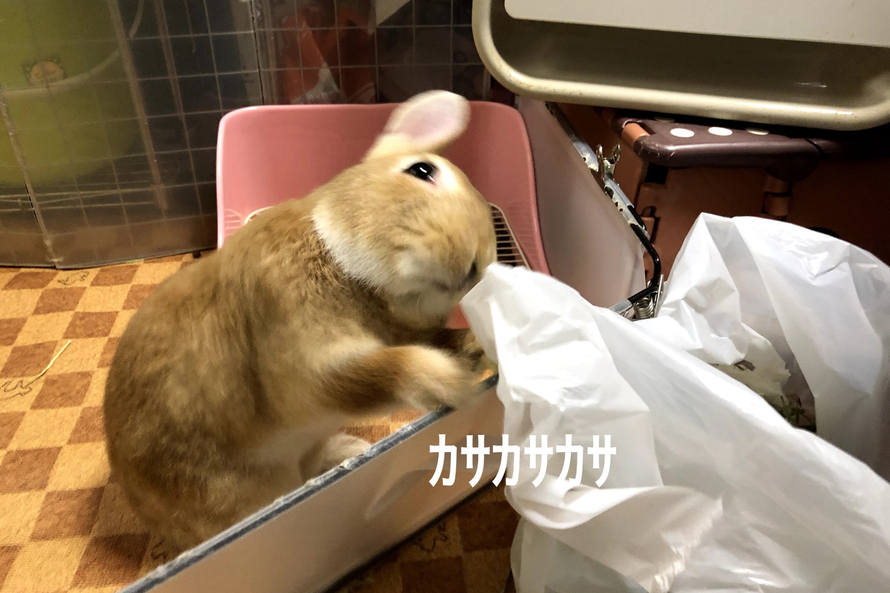ビニール袋遊び ぺろぺろうさぎぷうの部屋 ビニール袋遊び ぺろぺろうさぎぷうの部屋