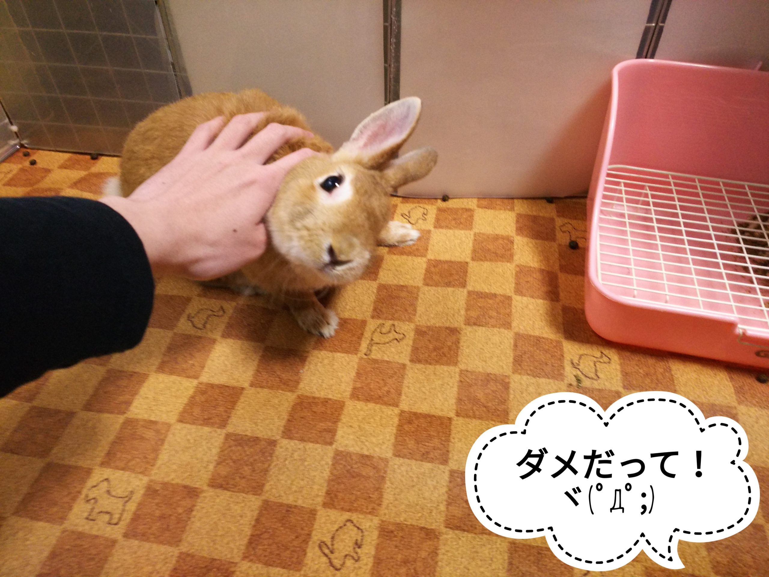 イタズラからのかまってループ ぺろぺろうさぎぷうの部屋