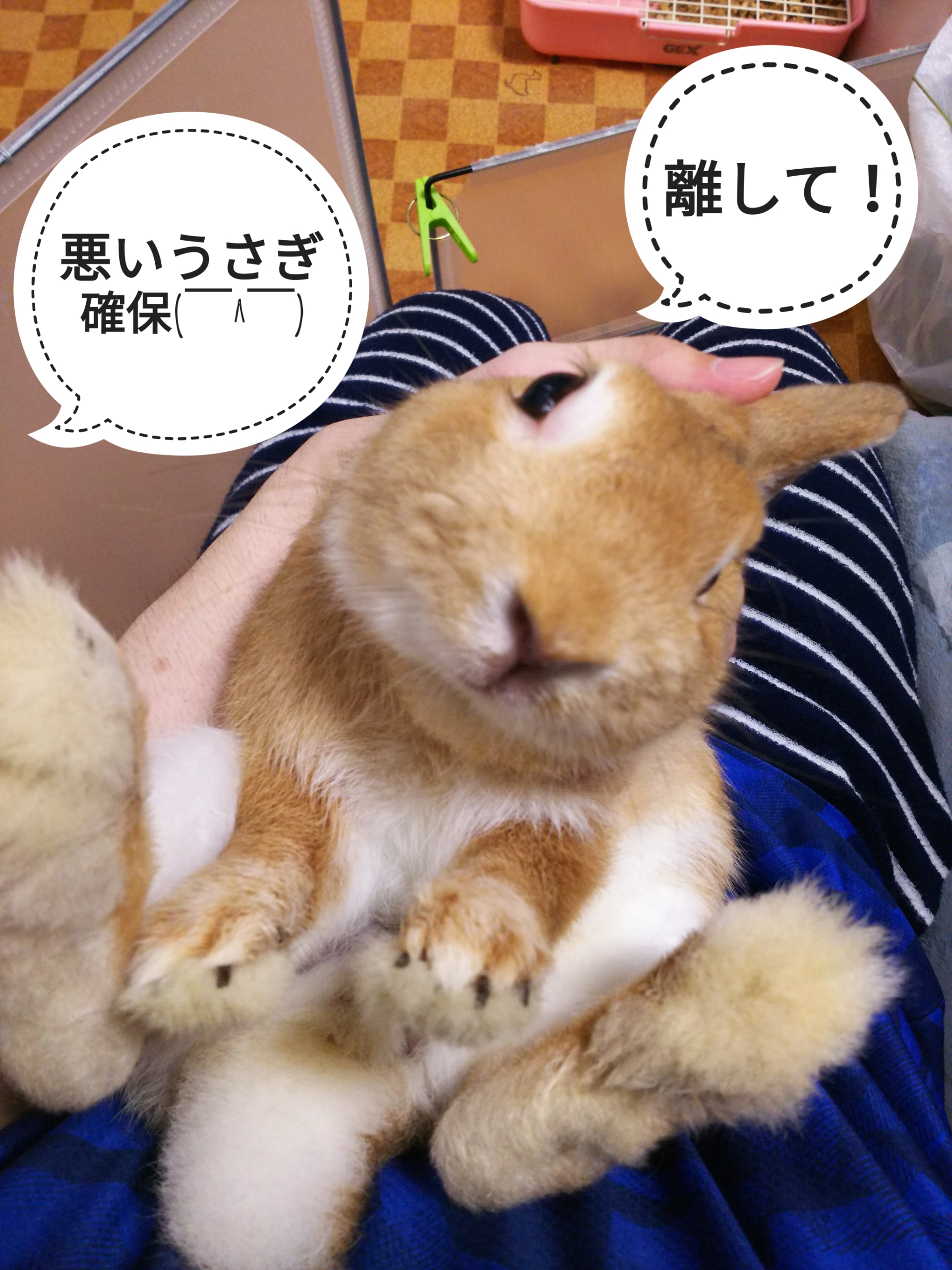 悪いうさぎ ぺろぺろうさぎぷうの部屋
