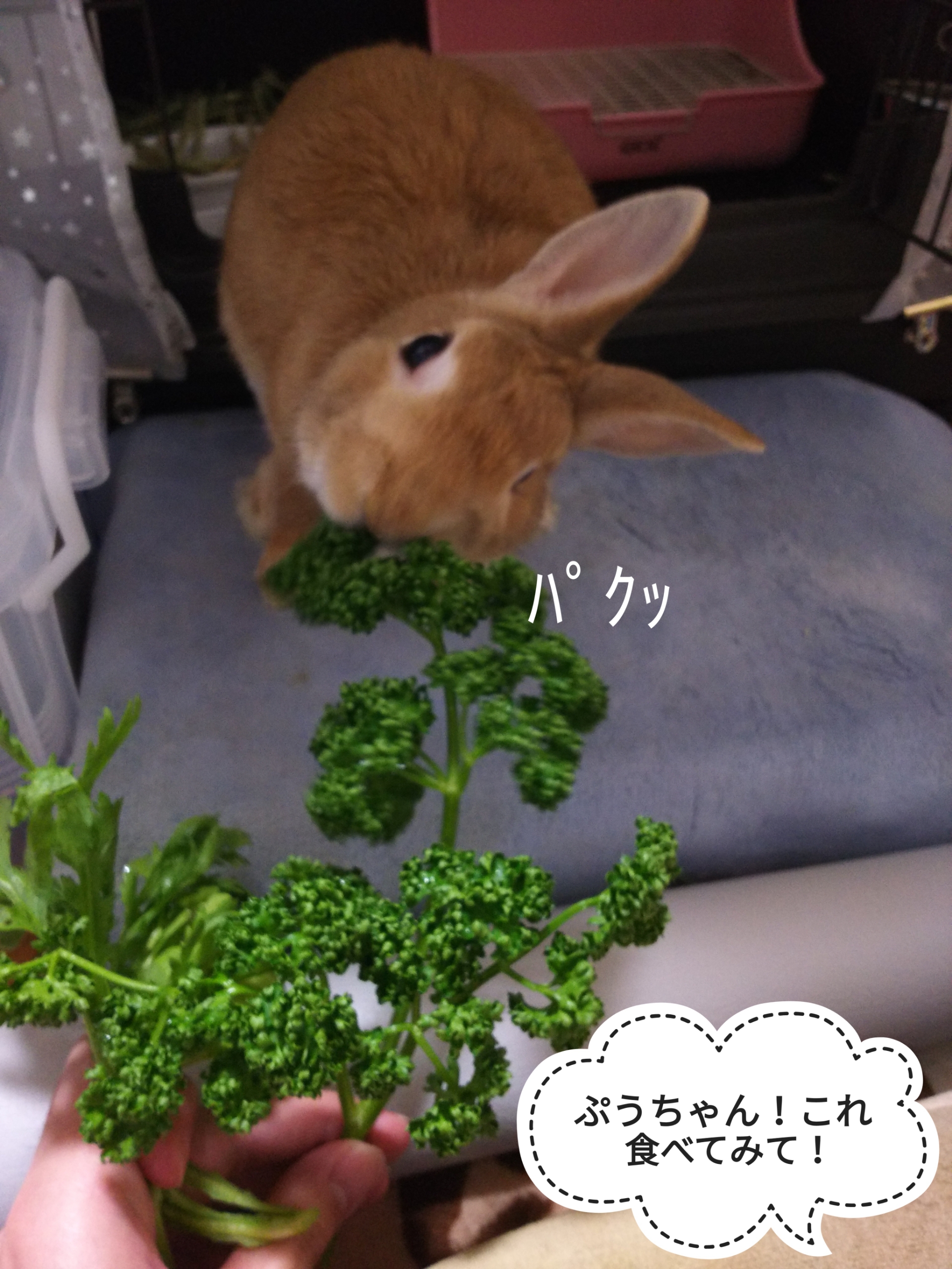 パセリと春菊 ぺろぺろうさぎぷうの部屋